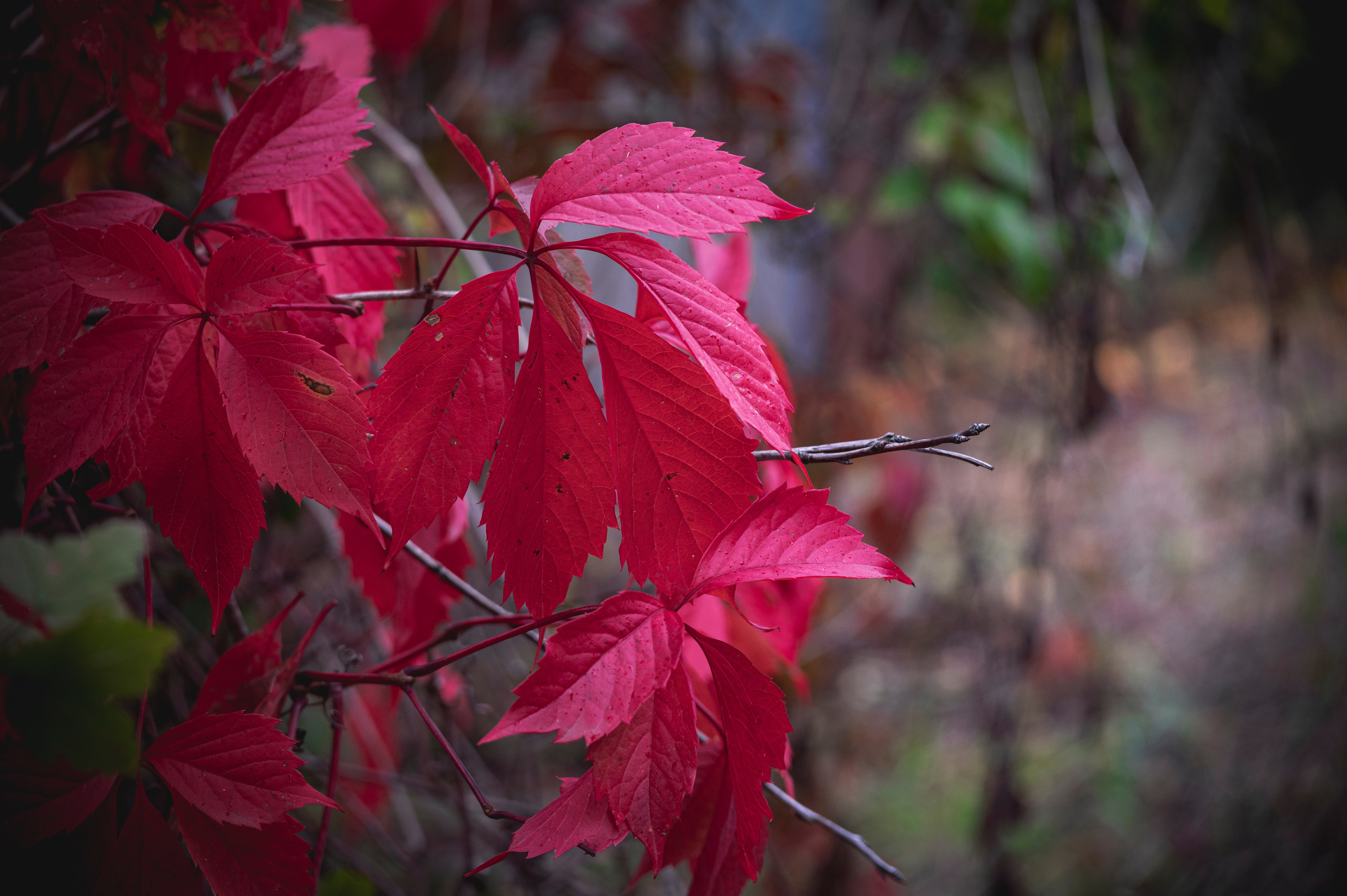 Фотопрогулка ДР. Фотограф Роман Адлер