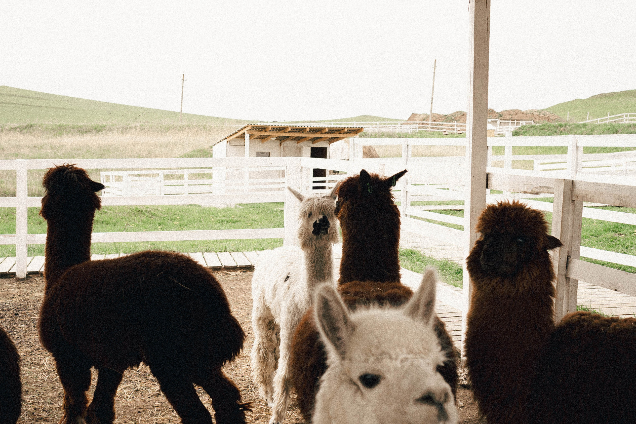 Ферма Альпак. Профессиональный фотограф, Санкт-Петербург — Виктория Богомолова