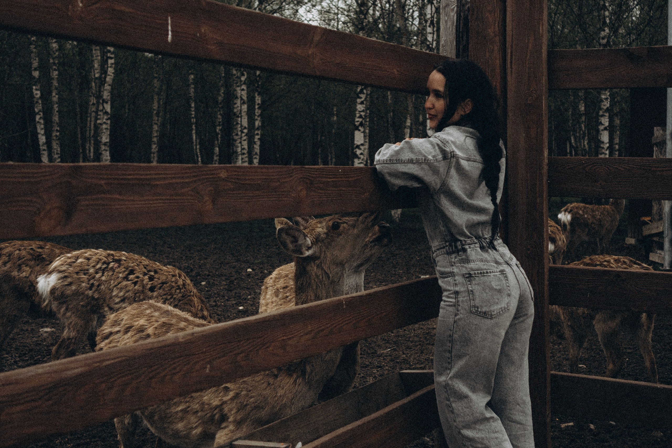ОЛЕНЬЯ ФЕРМА В ТВЕРИ. Профессиональный фотограф, Санкт-Петербург — Виктория Богомолова