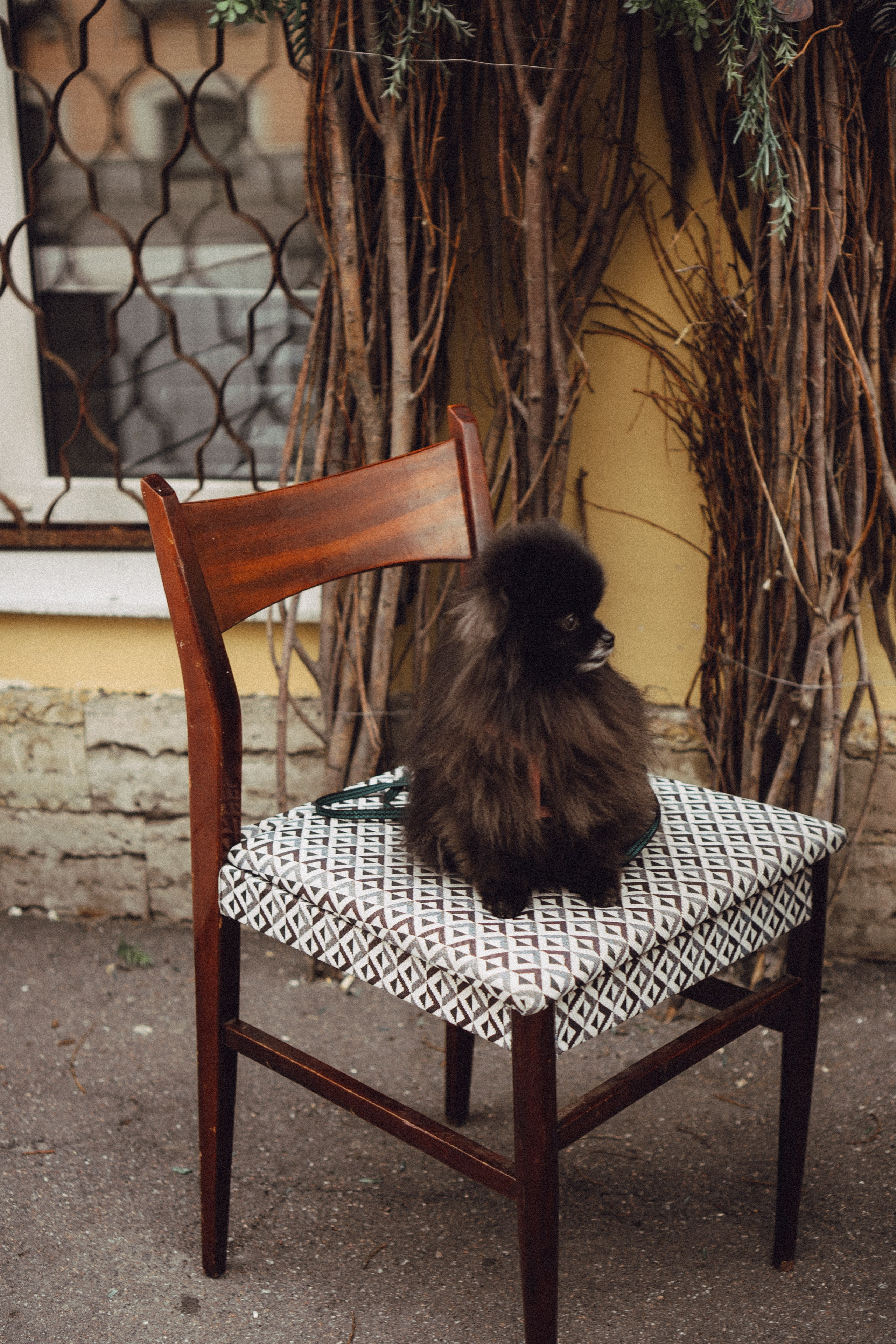 Беременность (только часть фото по желанию клиентов могу показать)). Профессиональный фотограф, Санкт-Петербург — Виктория Богомолова