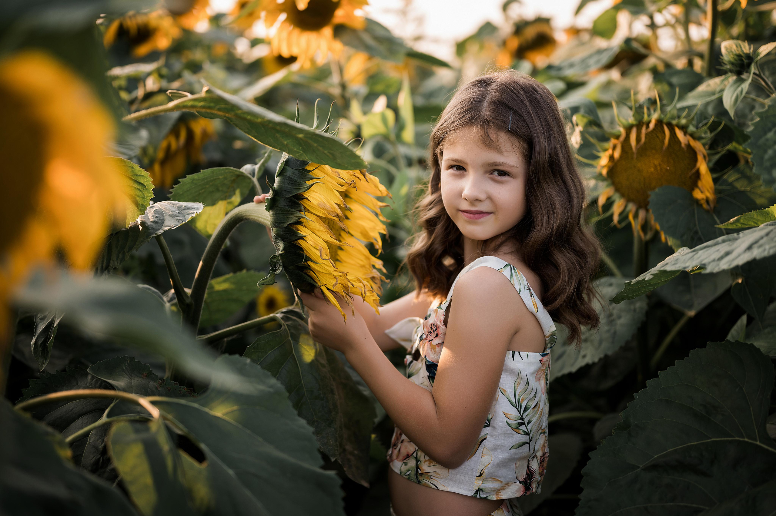 Подсолнухи. Фотограф Юлия Павлова Красноярск