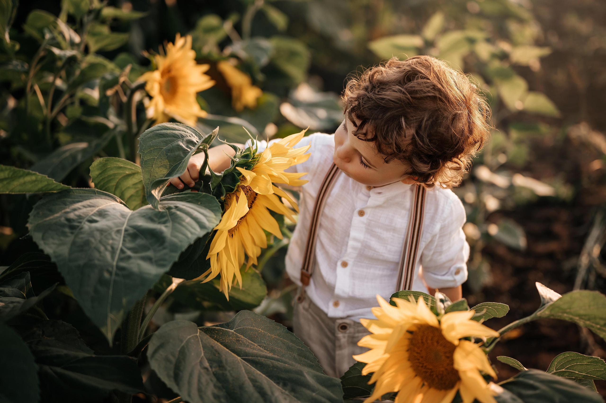 Подсолнухи. Фотограф Юлия Павлова Красноярск