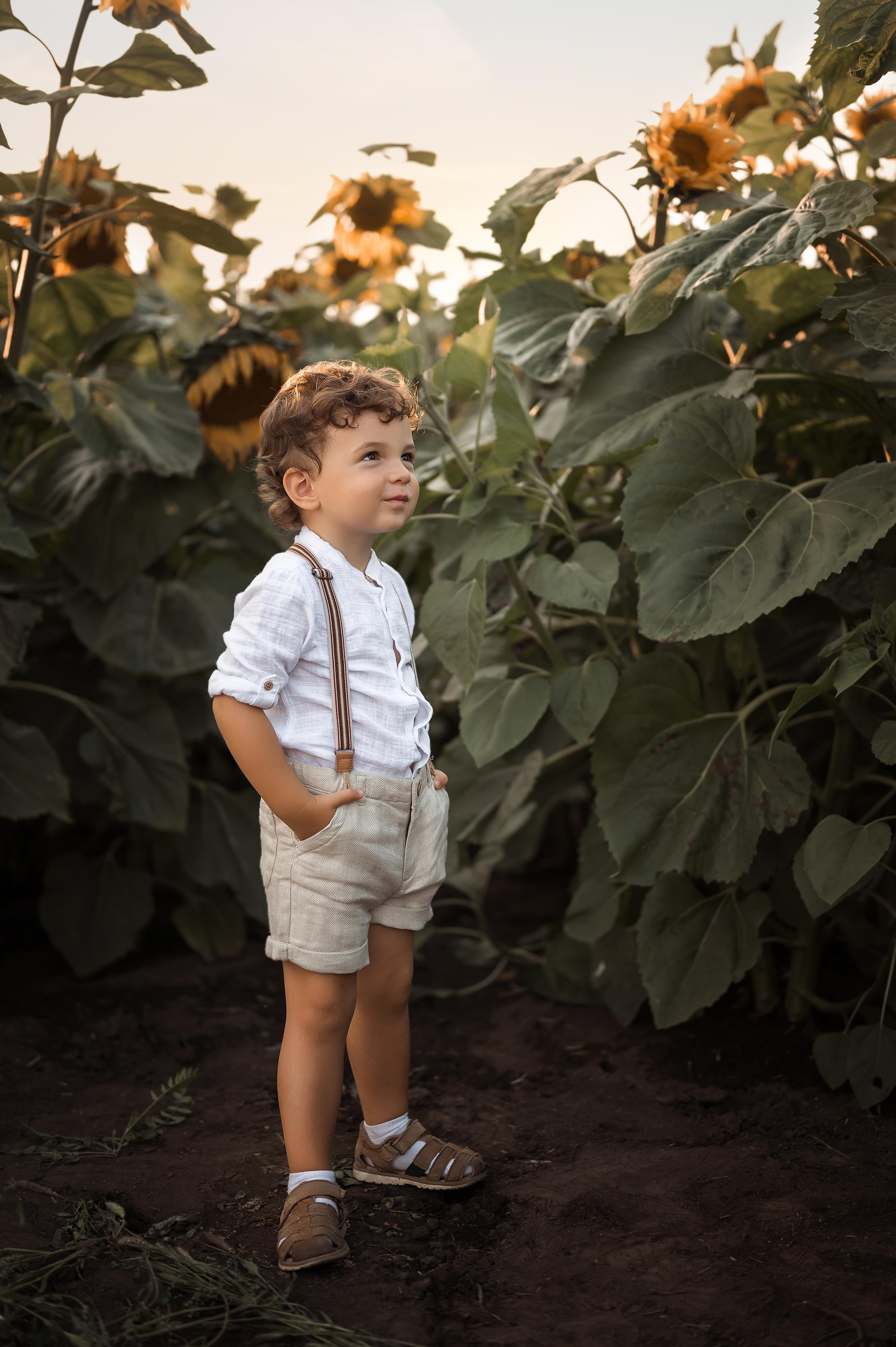 Подсолнухи. Фотограф Юлия Павлова Красноярск