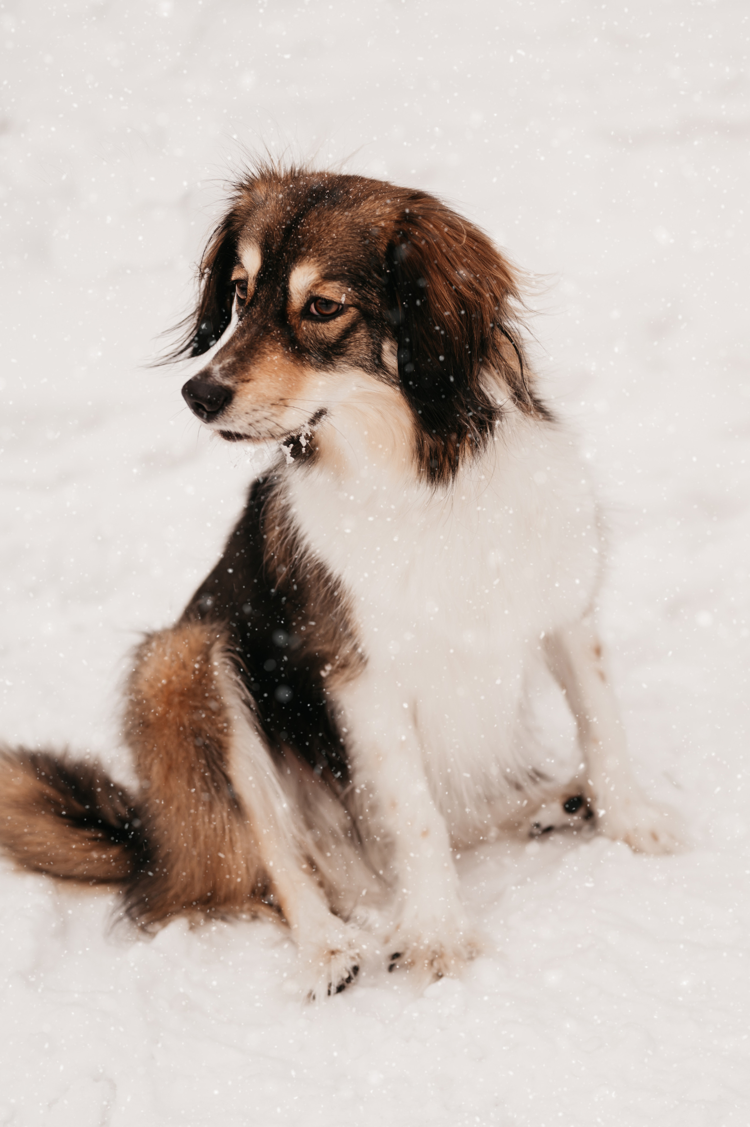 Зимняя прогулка. Фотограф Юлия Павлова Красноярск