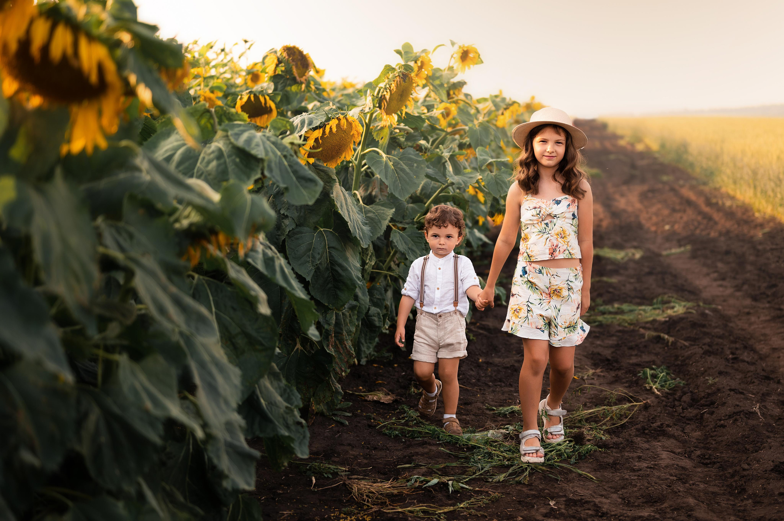 Подсолнухи. Фотограф Юлия Павлова Красноярск