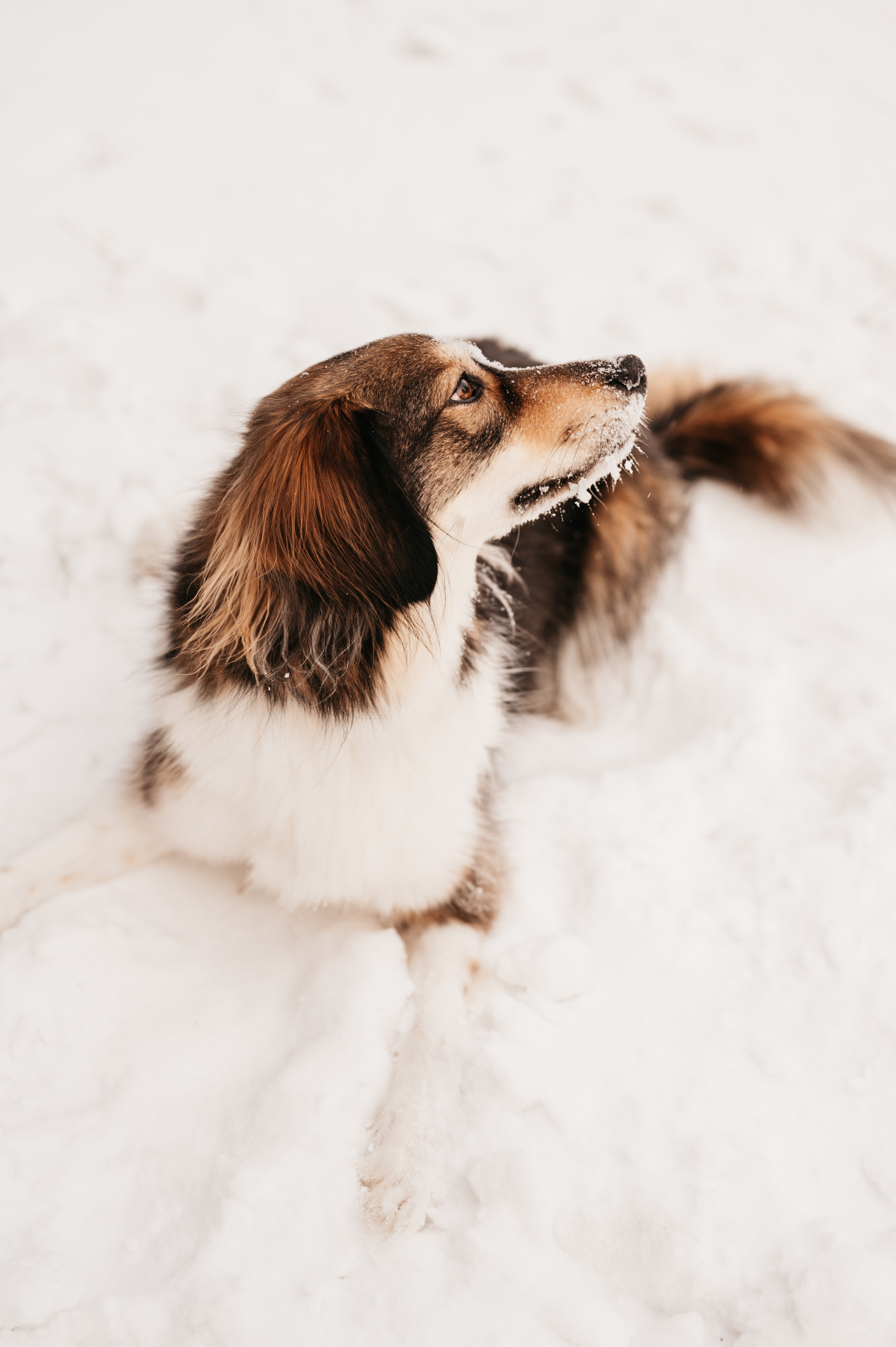 Зимняя прогулка. Фотограф Юлия Павлова Красноярск