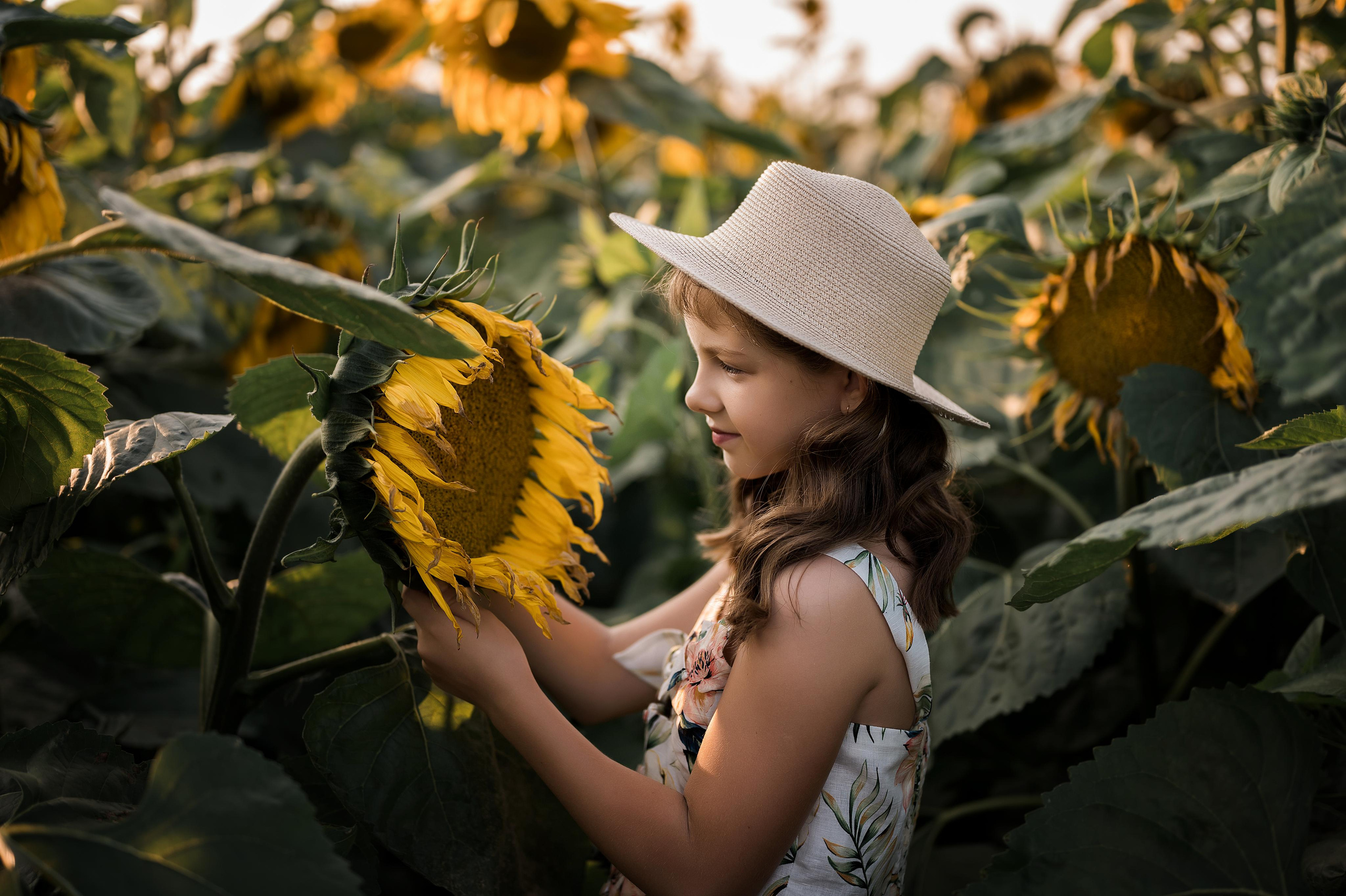 Подсолнухи. Фотограф Юлия Павлова Красноярск