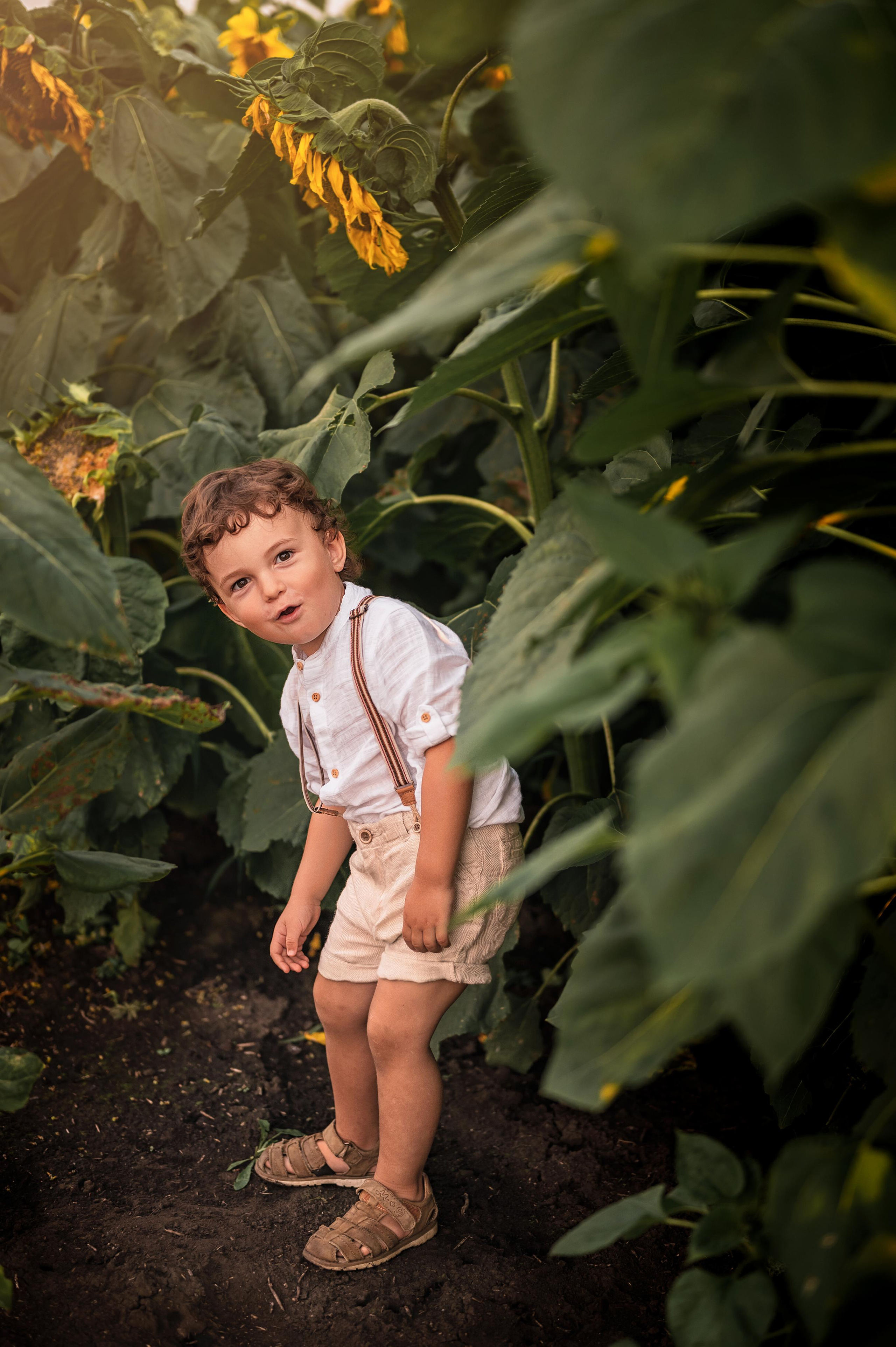 Подсолнухи. Фотограф Юлия Павлова Красноярск