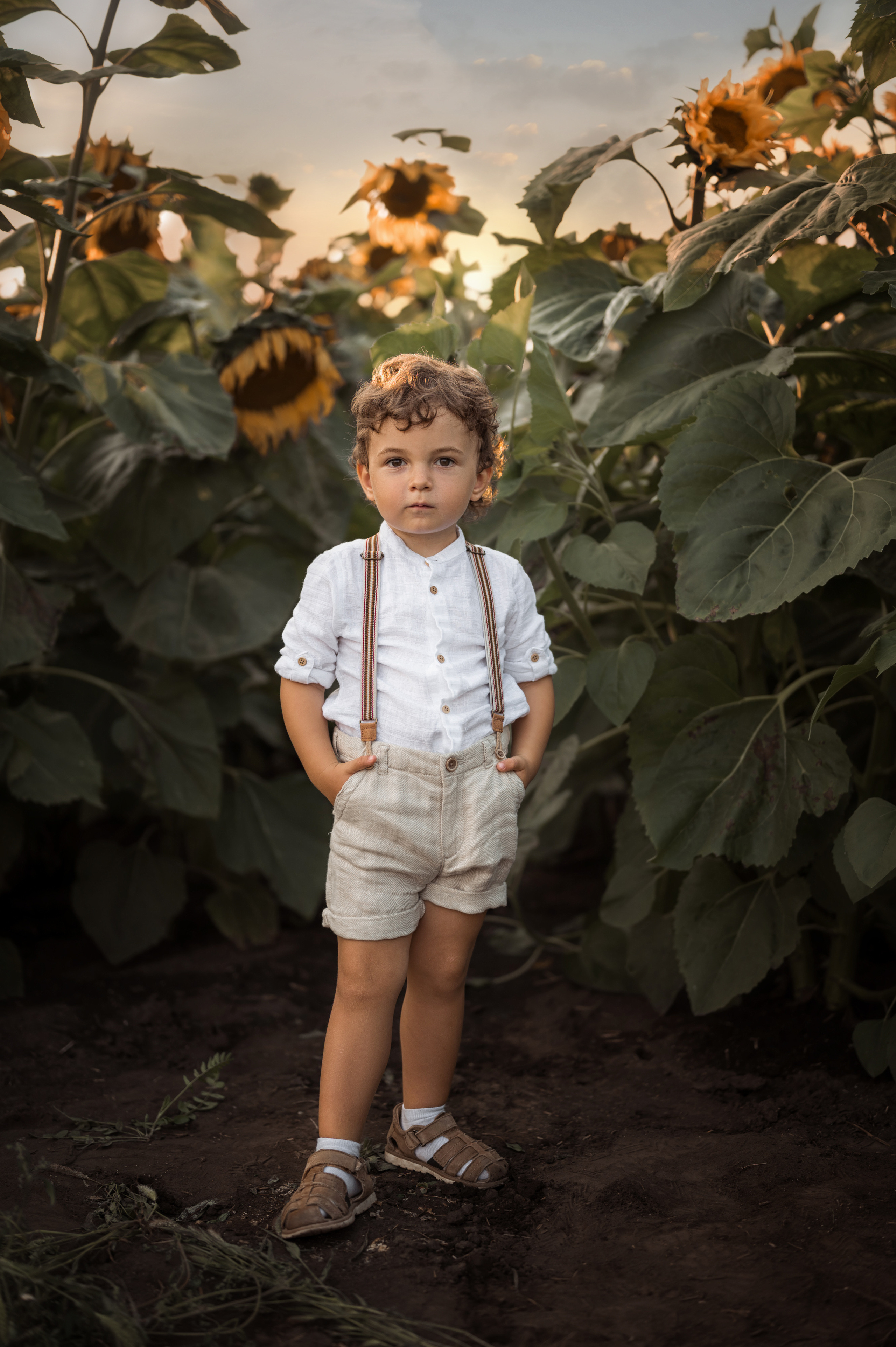 Подсолнухи. Фотограф Юлия Павлова Красноярск