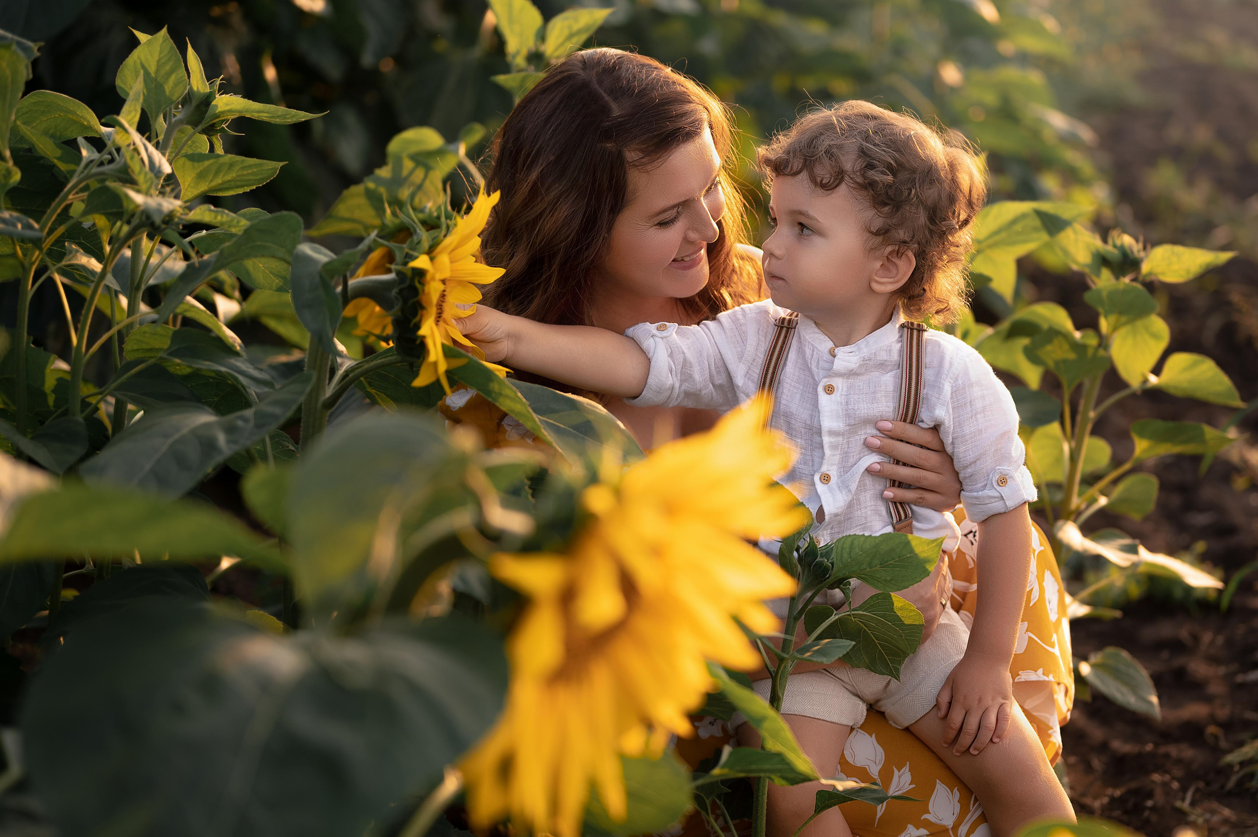 Подсолнухи. Фотограф Юлия Павлова Красноярск