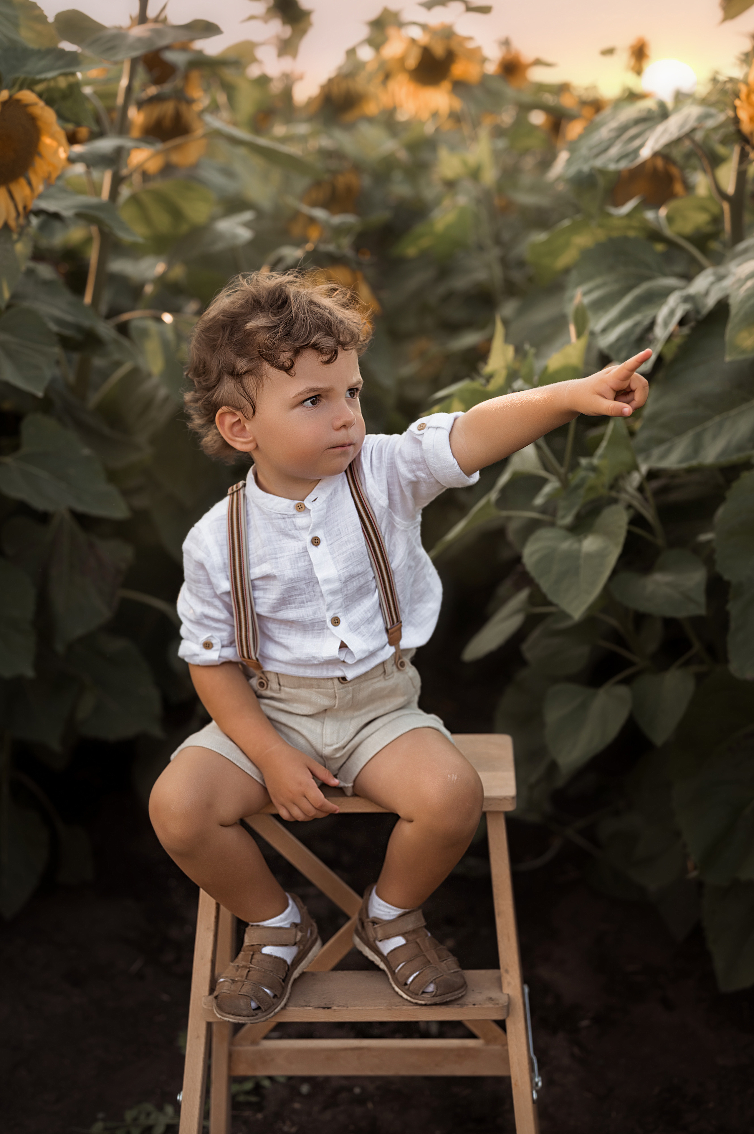 Подсолнухи. Фотограф Юлия Павлова Красноярск