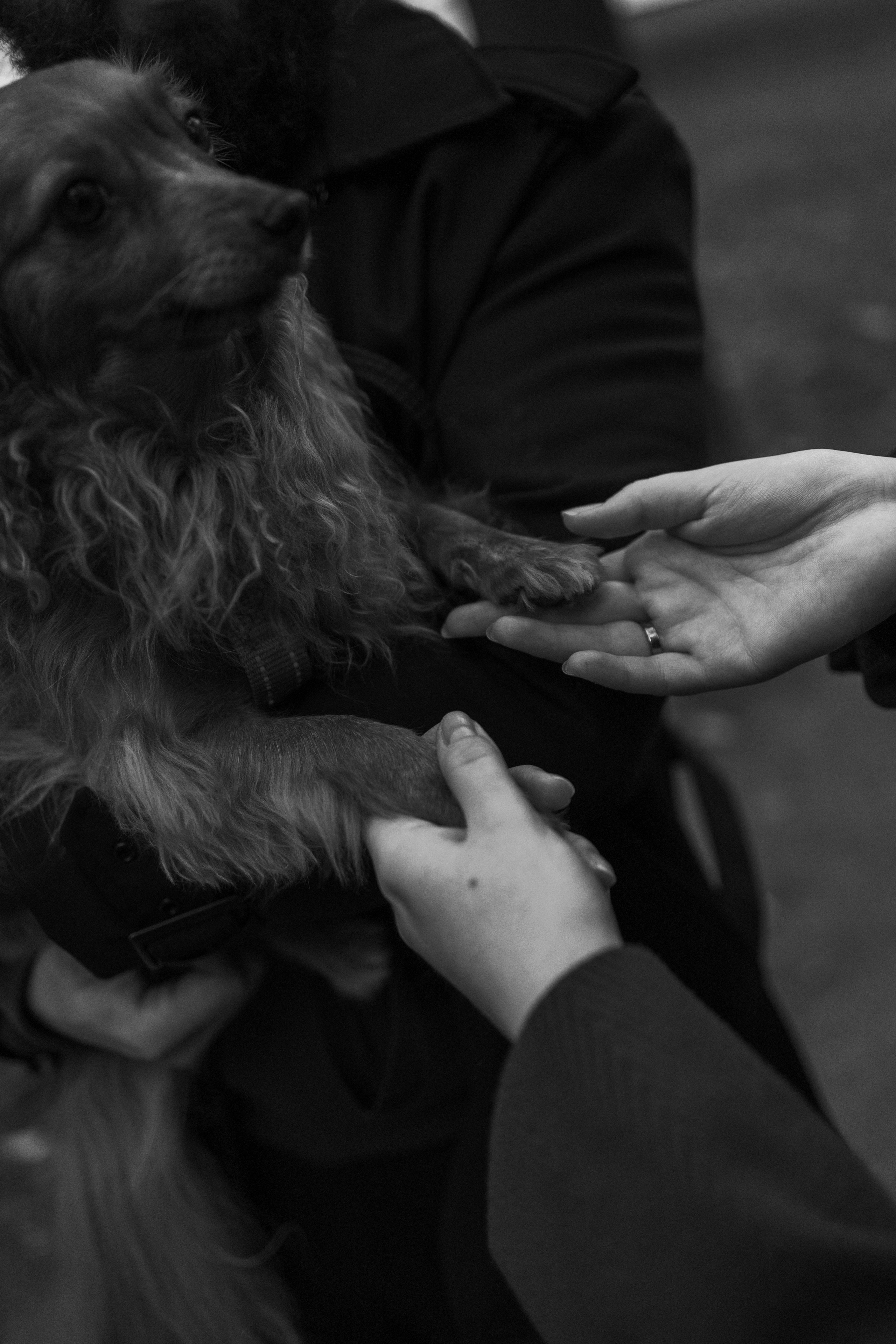 Жу и ее семья. Фотограф — Анималист | Санкт-Петербург
