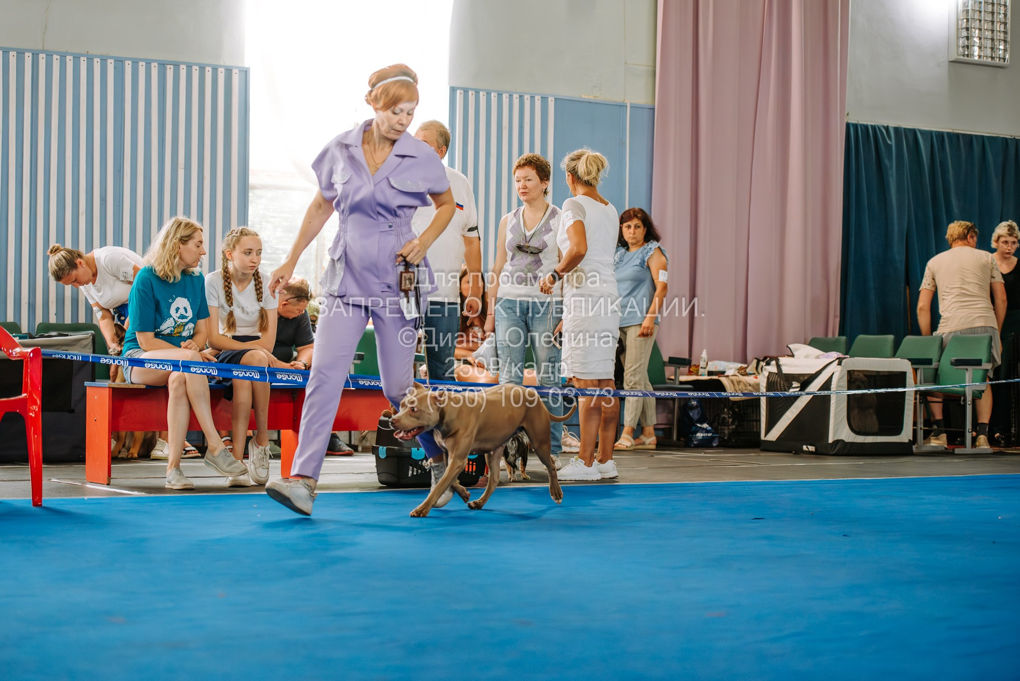Национальная выставка собак всех пород ранга САС-IKU «Кубок Красноярск. Фотограф Диана Оленина Красноярск / Братск