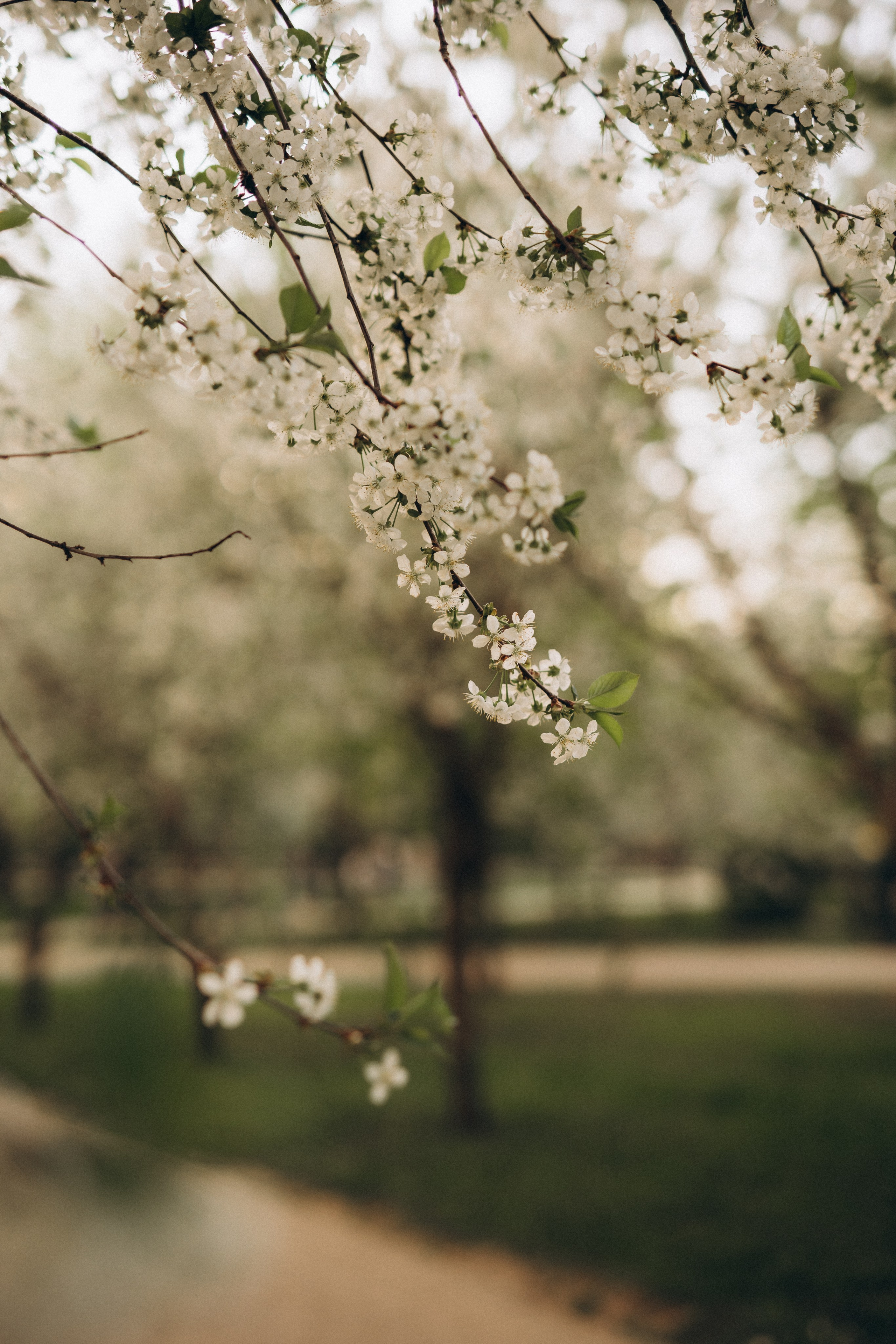 Лиса. Алёна Хомич. Свадебный и семейный фотограф Коломна, Москва
