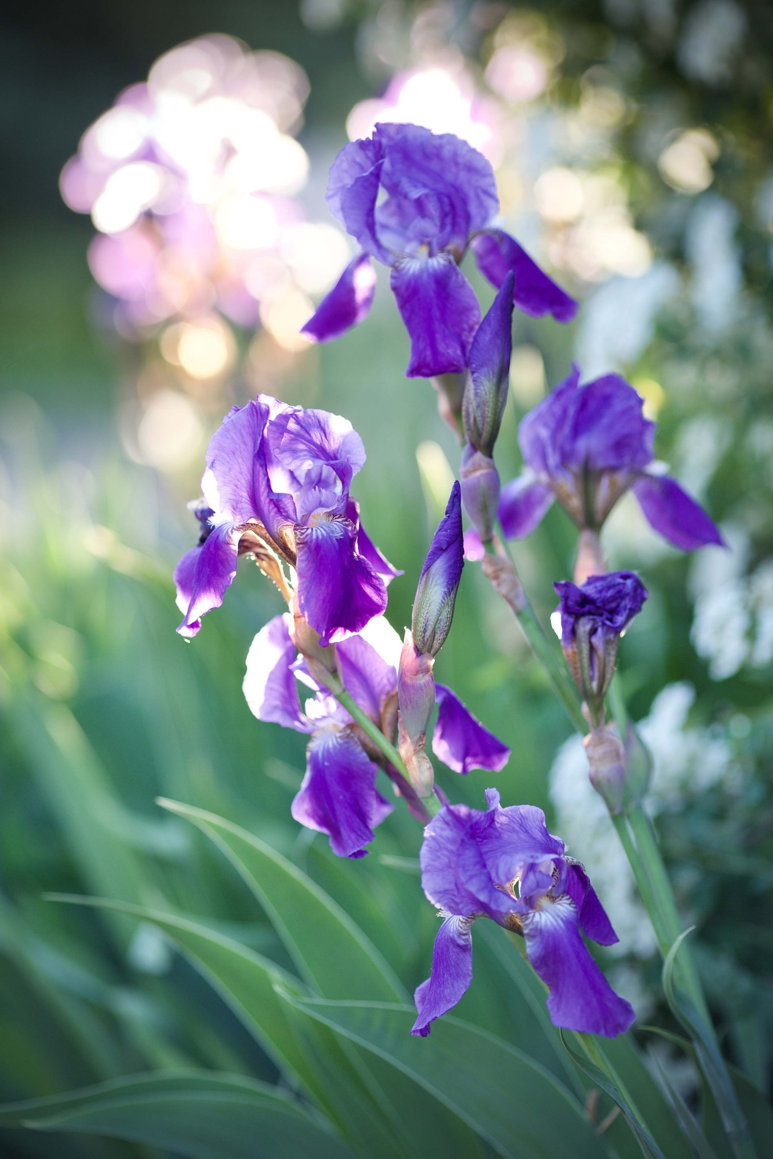 Аптекарский огород. Ирисы. Пионы. Школьные выпускные альбомы в Москве Марина Николаева