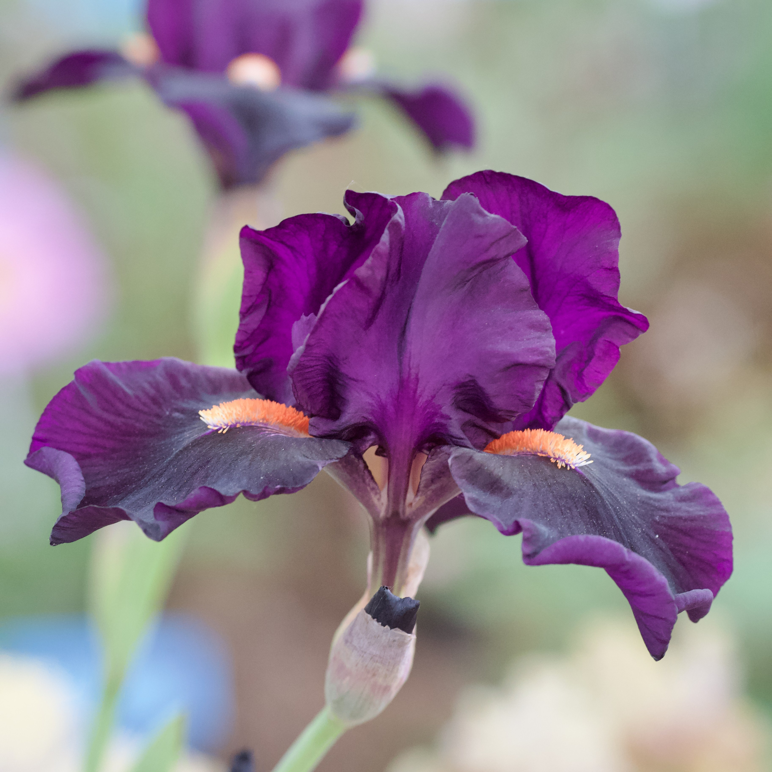 Аптекарский огород. Ирисы. Пионы. Школьные выпускные альбомы в Москве Марина Николаева