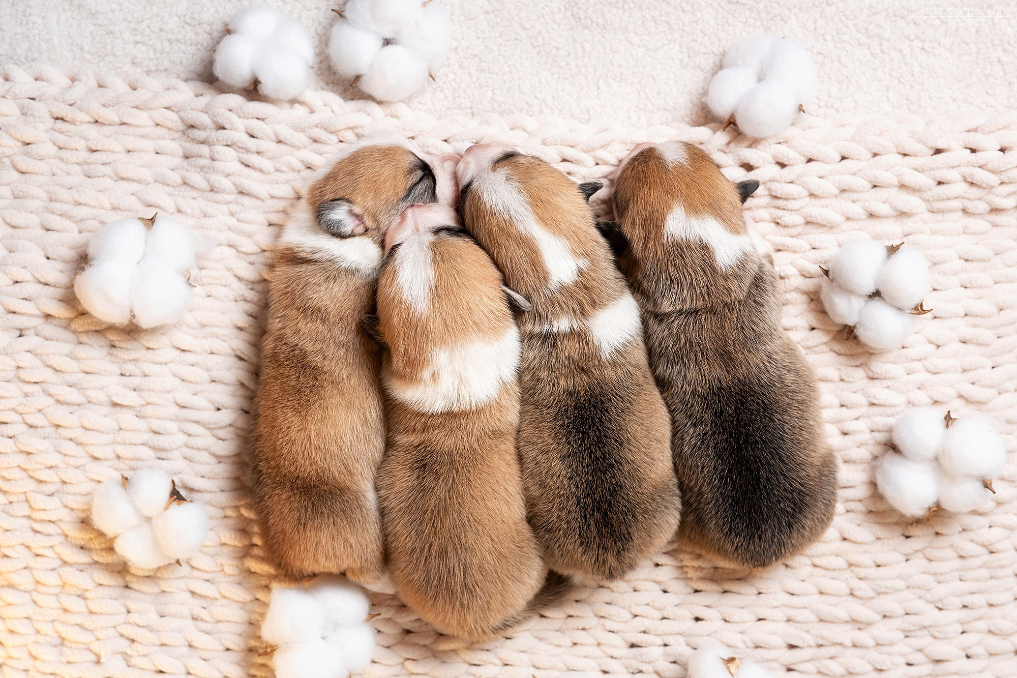 Ньюборн фотосессия щенков. Фотограф собак в Москве и Московской области Иванушкина Мария