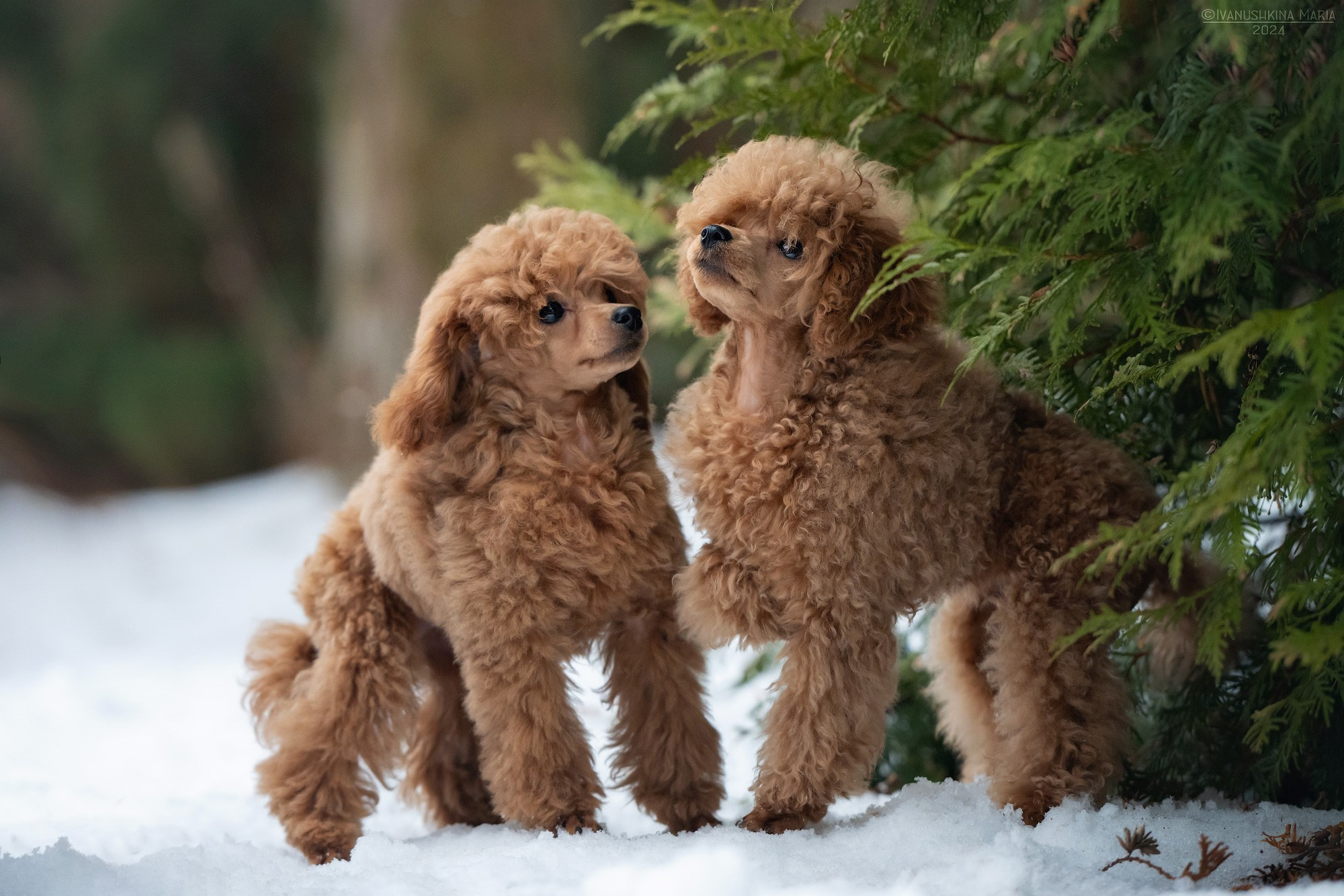 Фотограф-анималист. Фотограф собак в Москве и Московской области Иванушкина Мария