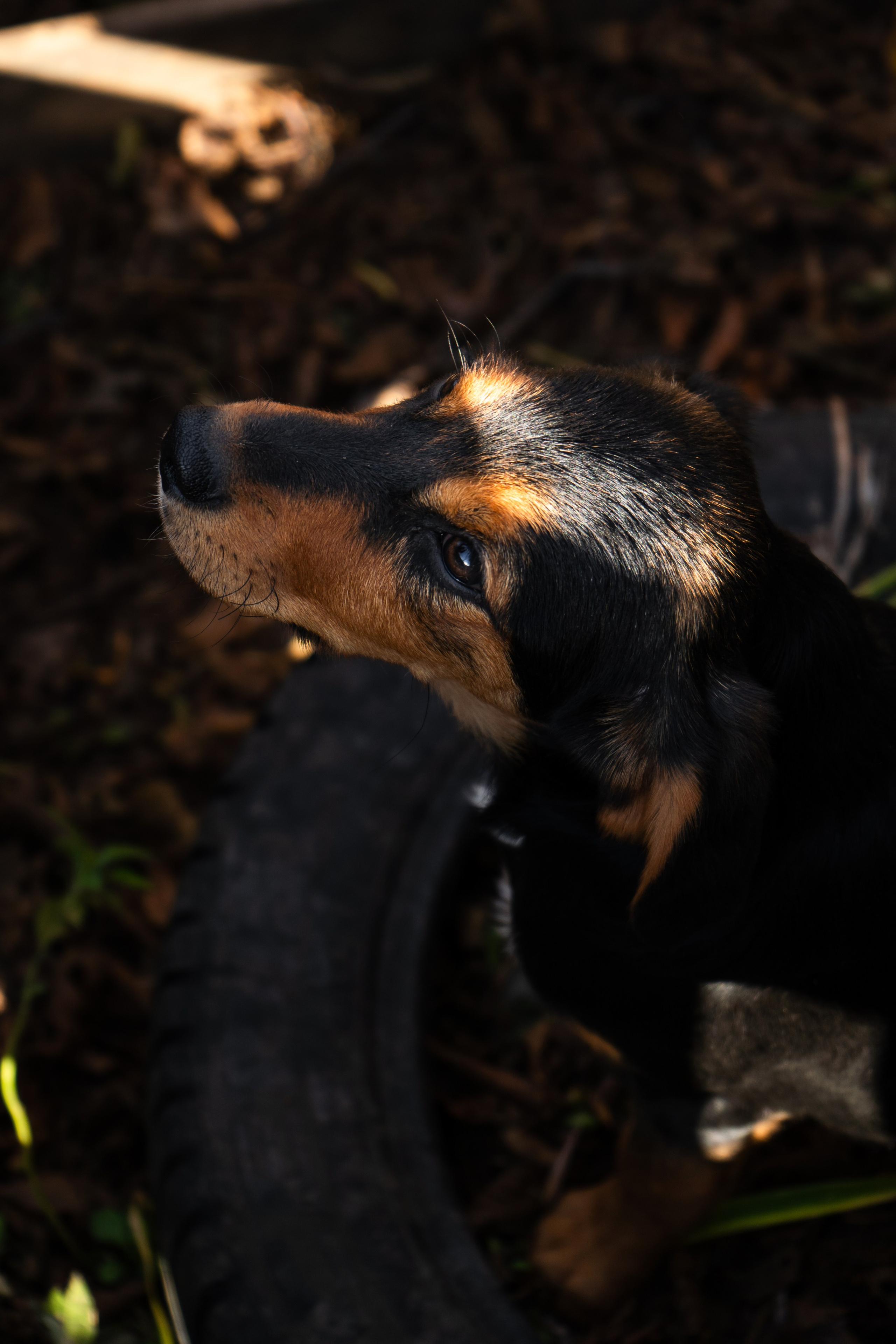 Хвостики. Oljoy.ph — photographer in Minsk