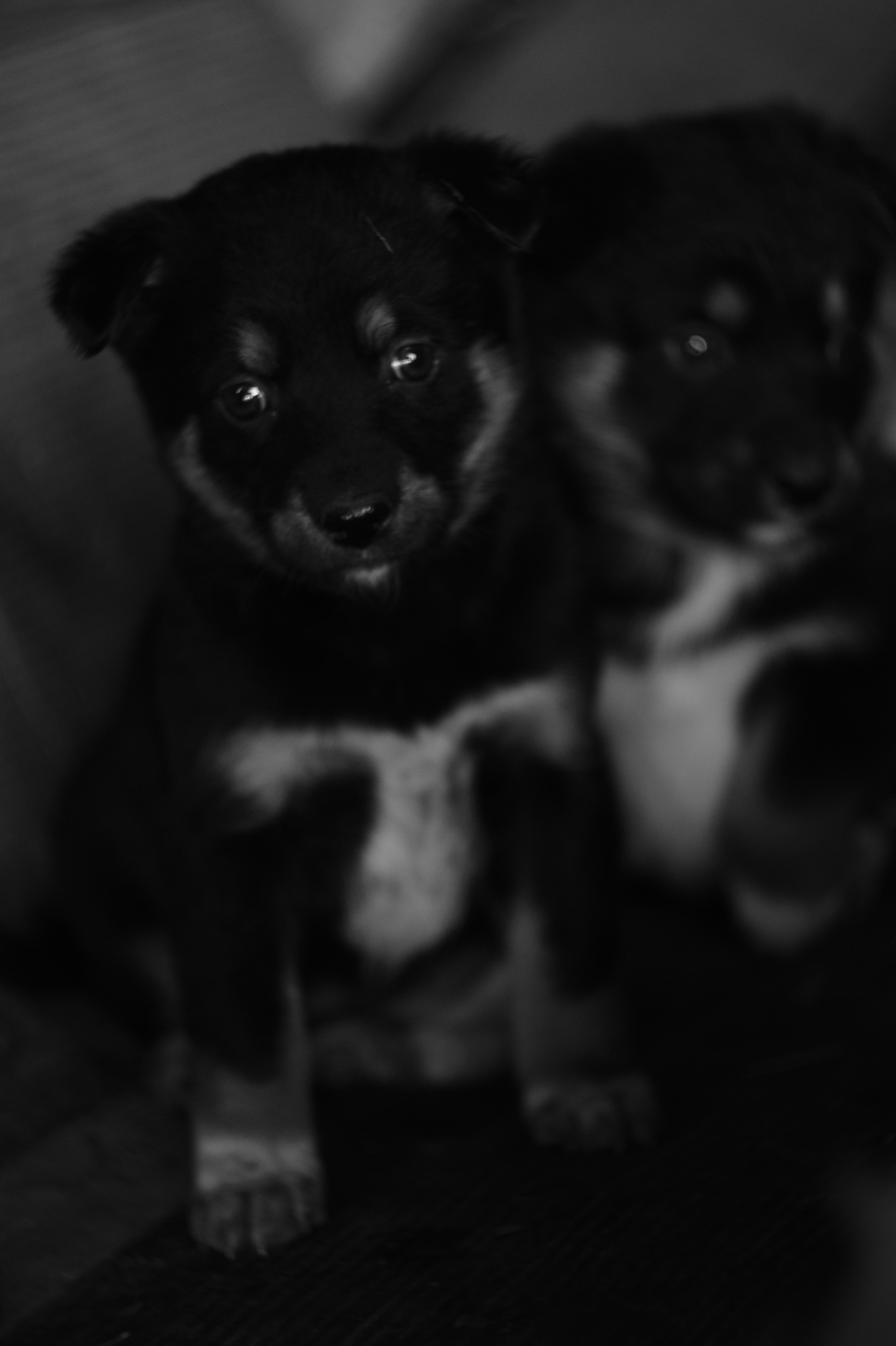 Dogs. Профессиональный фотограф