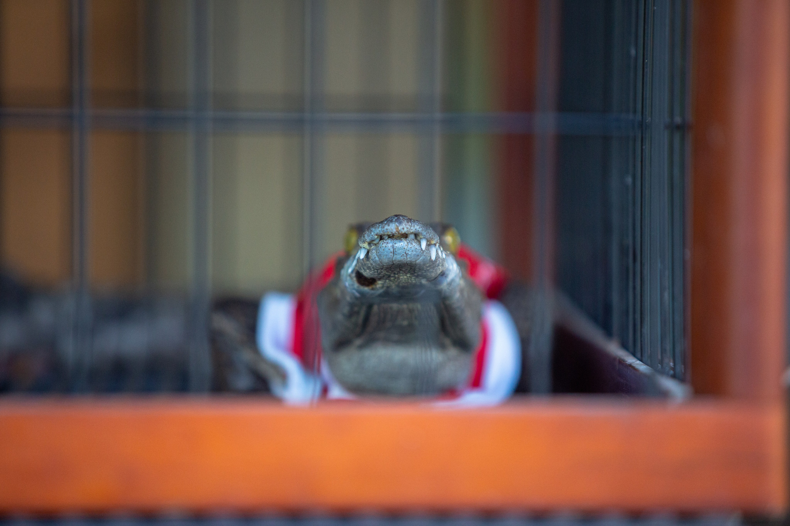 Samut Prakan Crocodile Farm & Zoo. Photographer Sonkina Tatiana (Tanya Ash)