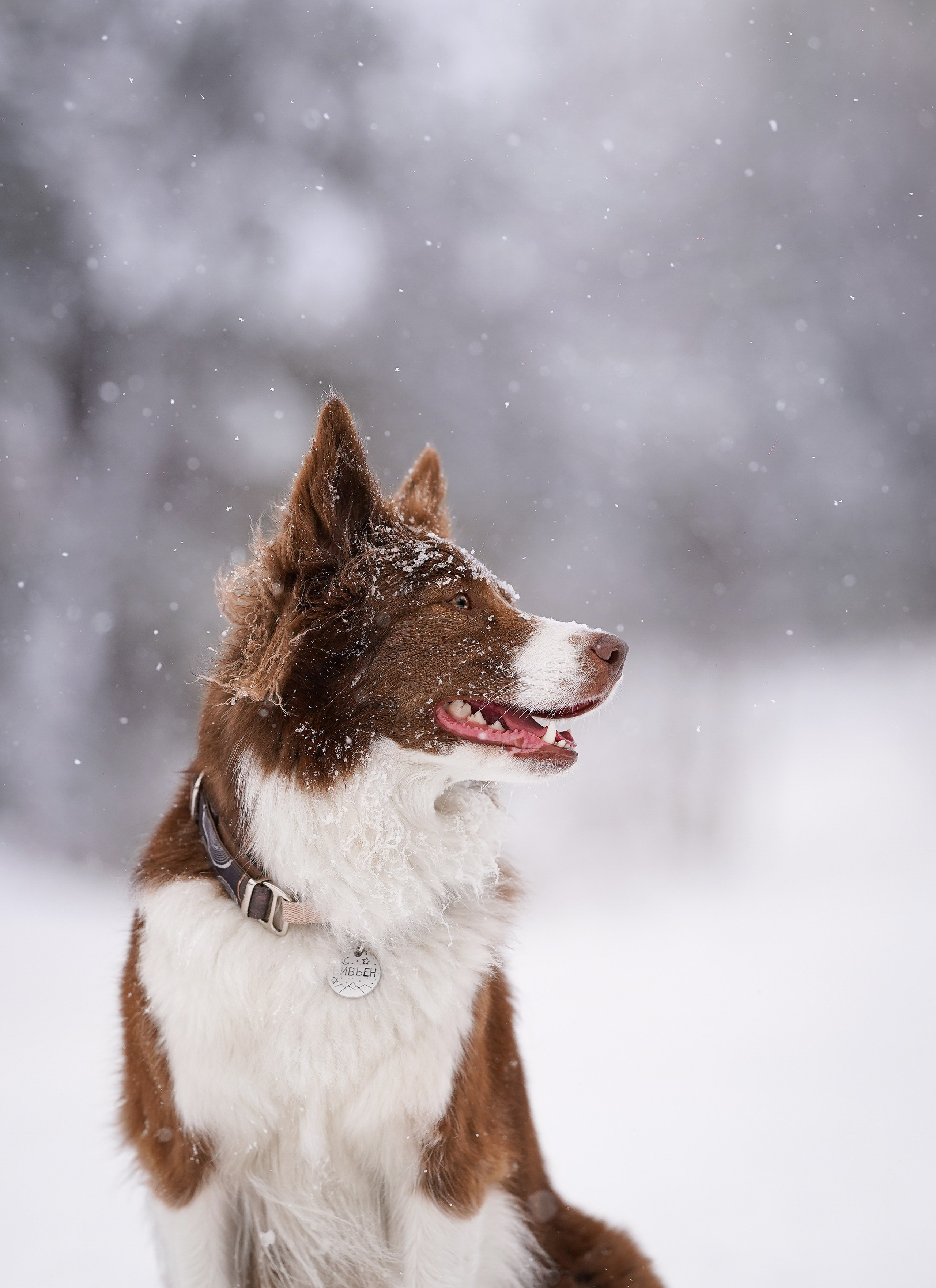 Красно-рыжая банда. Фотограф-анималист в Санкт-Петербурге Яна Мартынова
