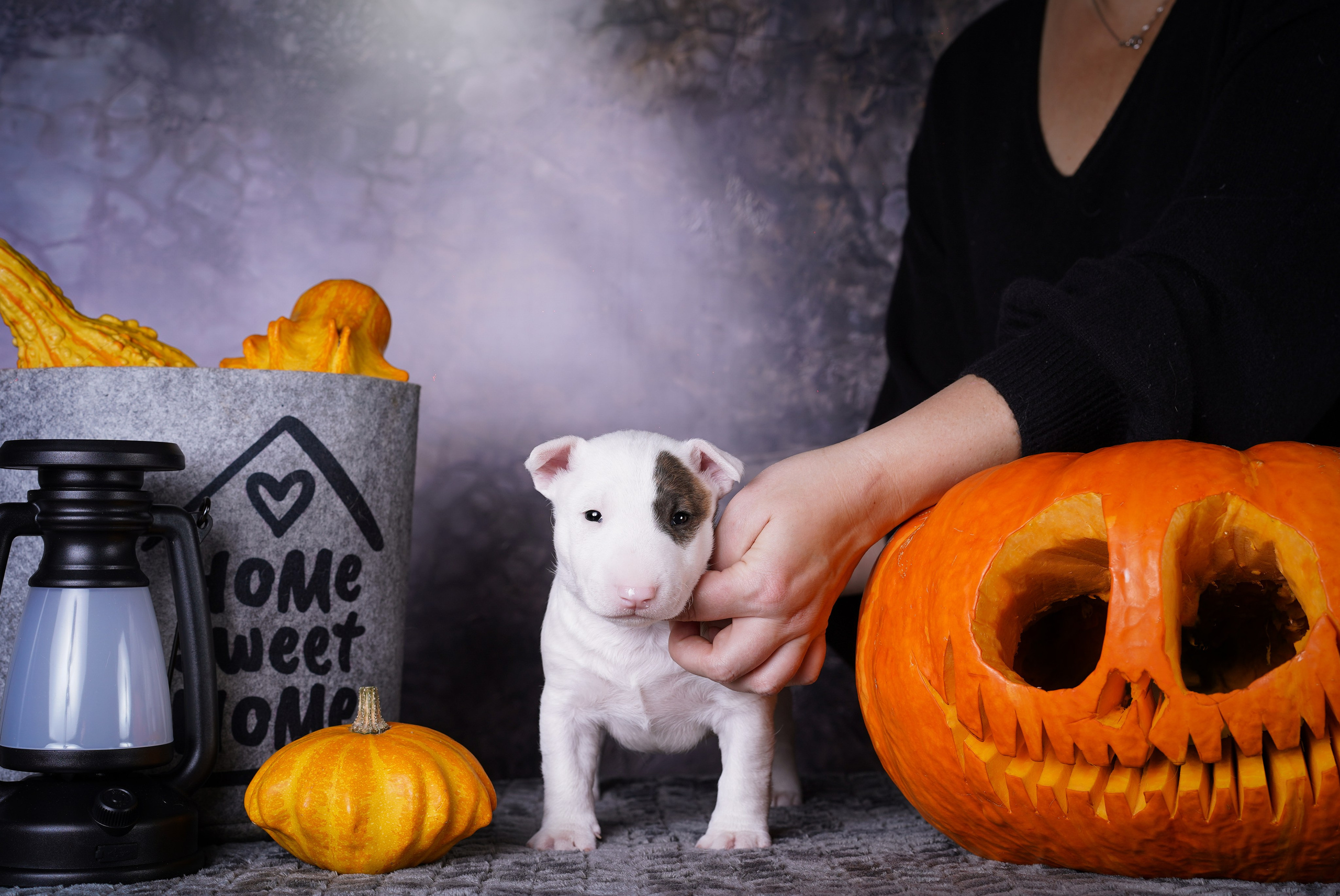 Щенки минибультерьера. Фотограф-анималист в Санкт-Петербурге Яна Мартынова
