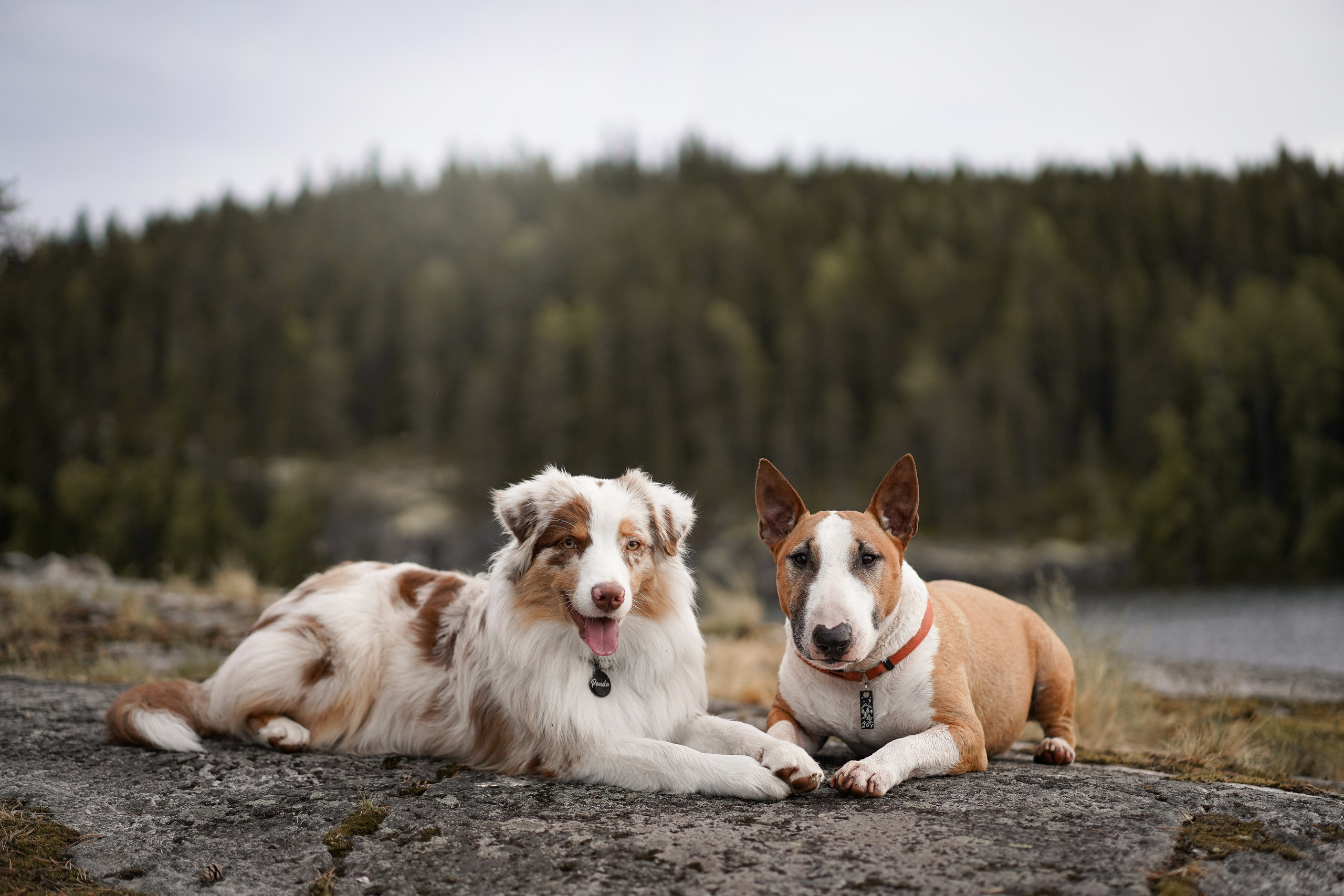 Панда и Юни в Карелии. Фотограф-анималист в Санкт-Петербурге Яна Мартынова