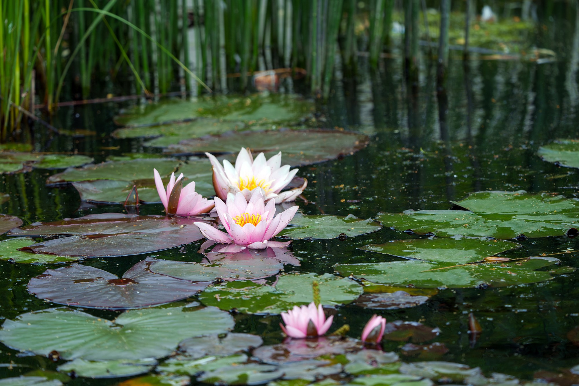 Цветы. Ваш личный фотограф Марина Волкова