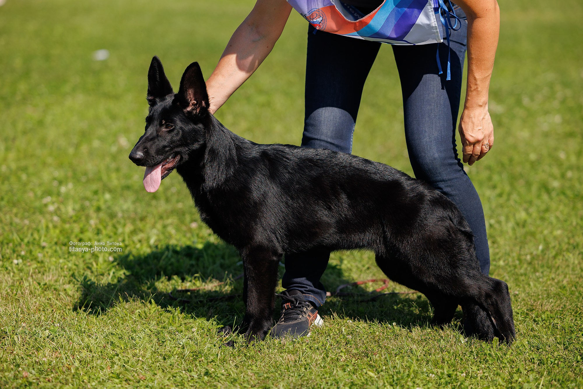 Немецкие овчарки: фото из рингов и вне ринга, мутпроба (фотографии с выставок). Фотограф собак, фотограф-анималист Аня Титова (Titanya). Москва