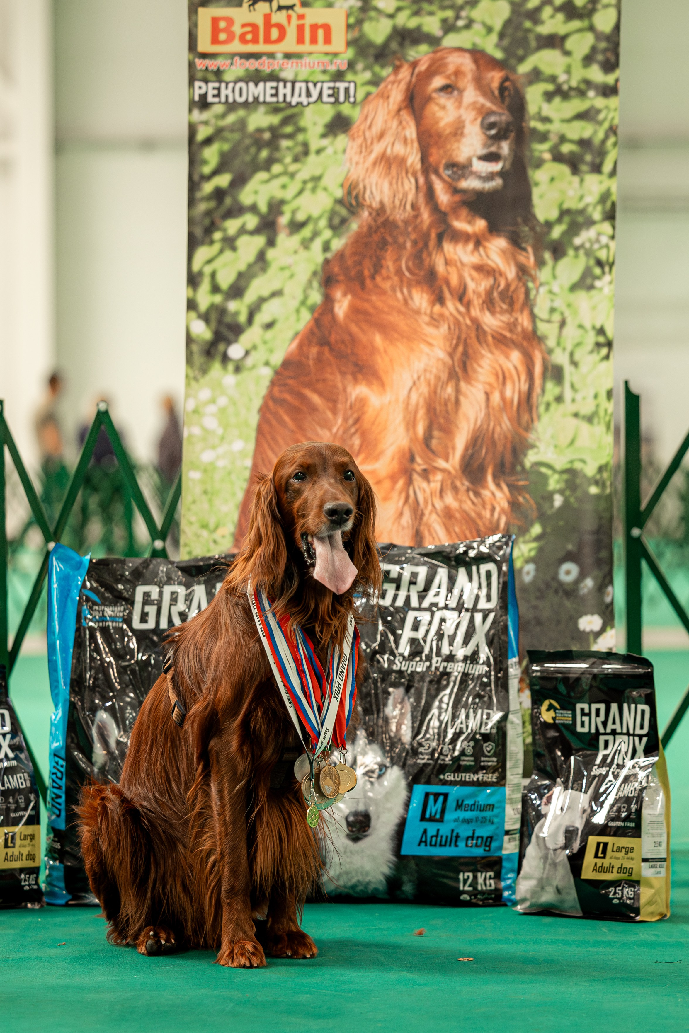 Выставка сеттеров 19.05.24