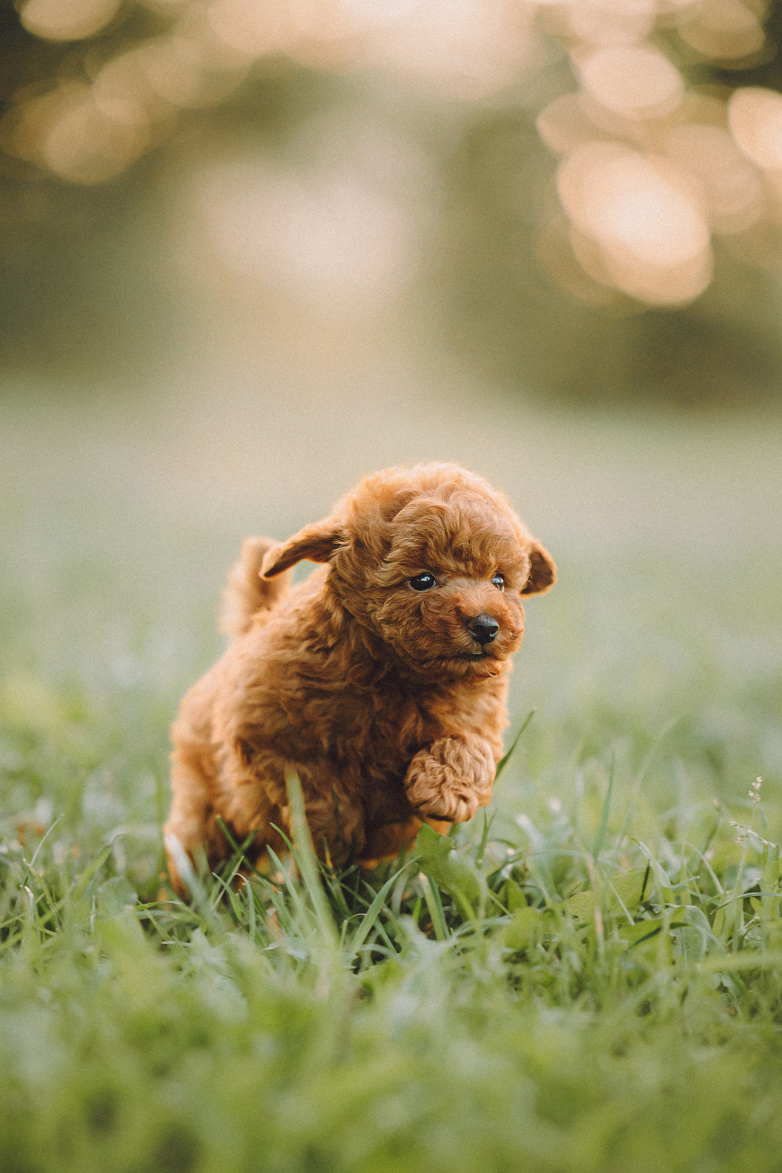 Гречка, Кари и щенки