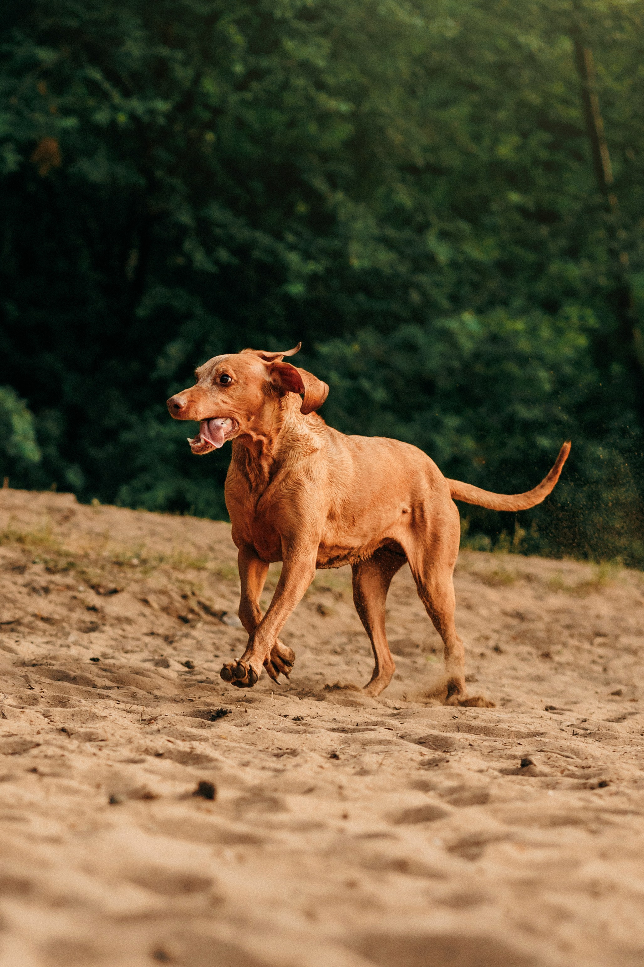 Марина, Глеб, Мая и Чили. Фотограф-анималист Елена Радченко, Москва