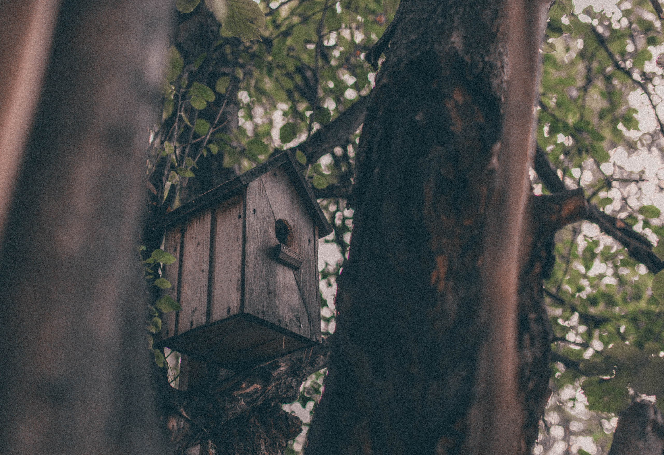 Флора и фауна. Sergey Shapovalov, фотограф, видеограф, графический дизайнер, монтажер