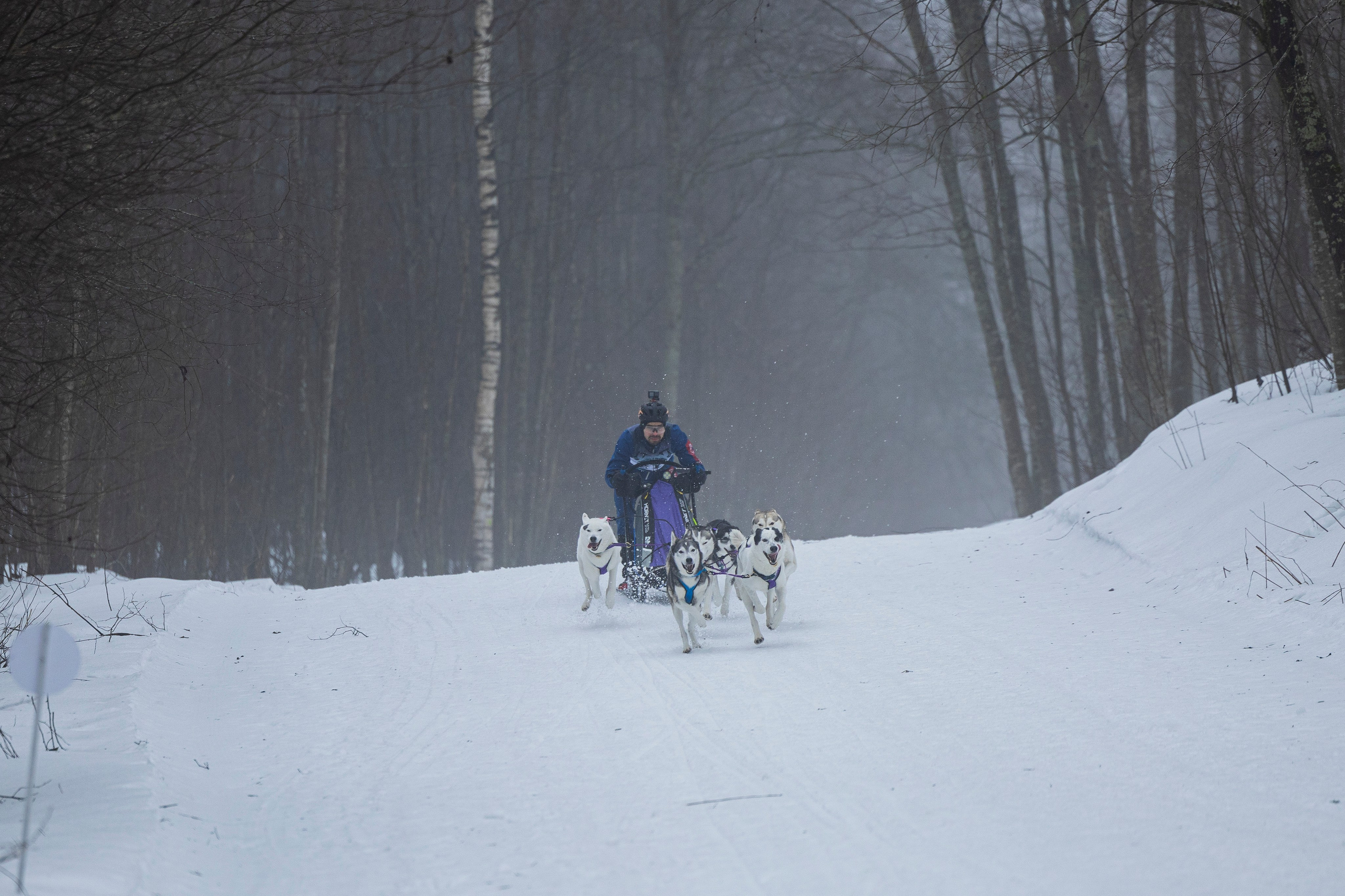 Зимний Чемпионат Санкт-Петербурга по ездовому спорту. Фотограф-анималист Анна Маринич