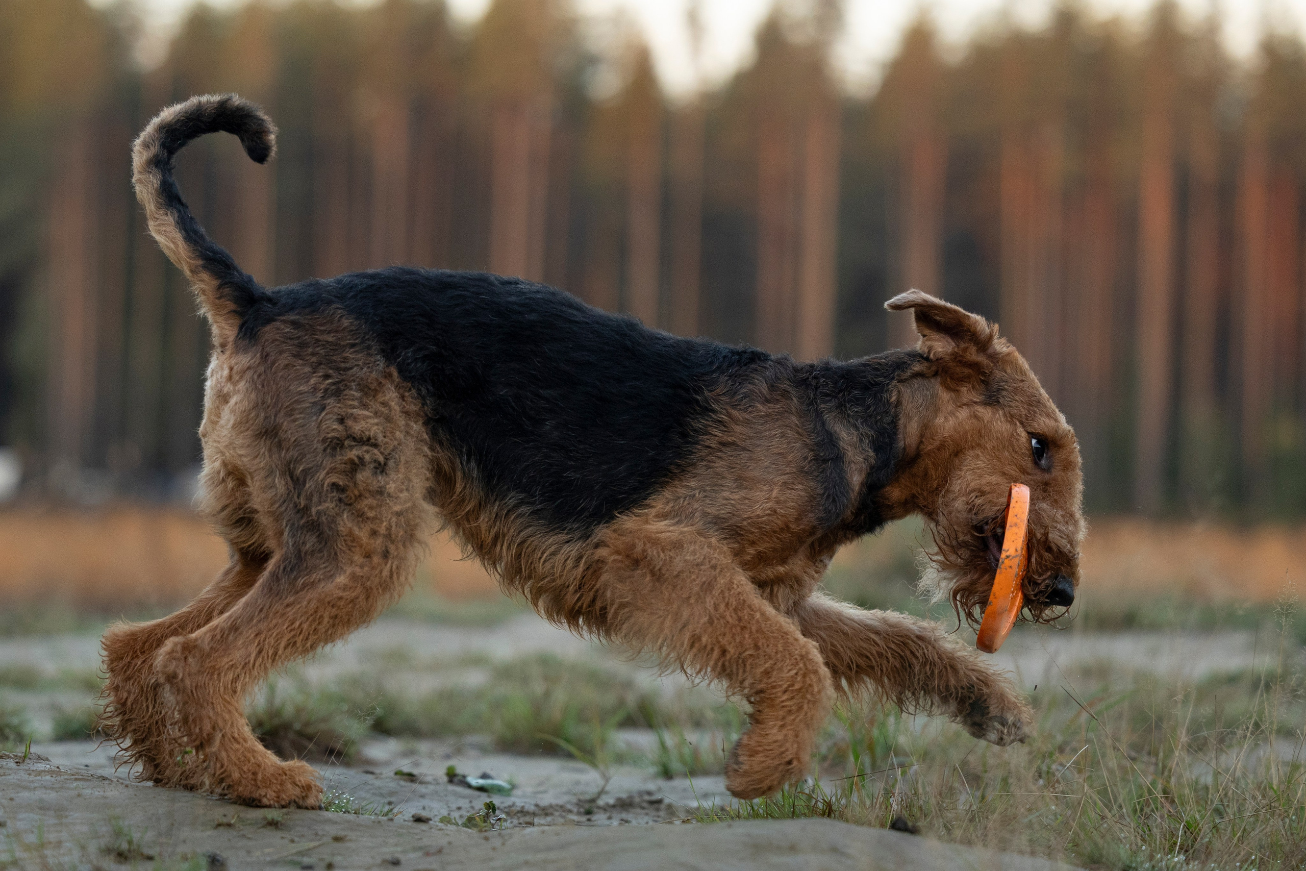 Харди. Фотограф-анималист Анна Маринич