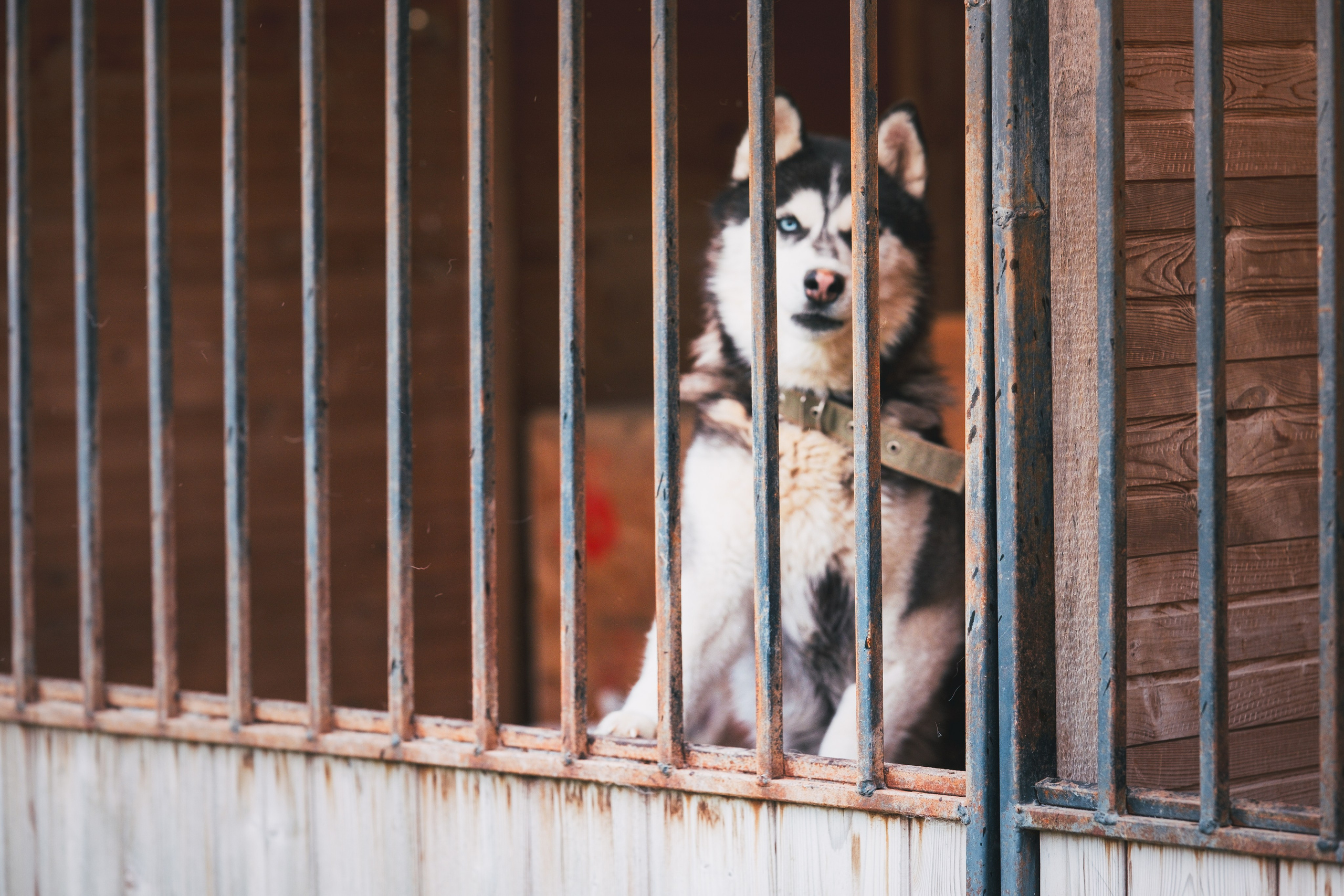 Приют Хаски. KRUTOVA_фотографирую жизнь