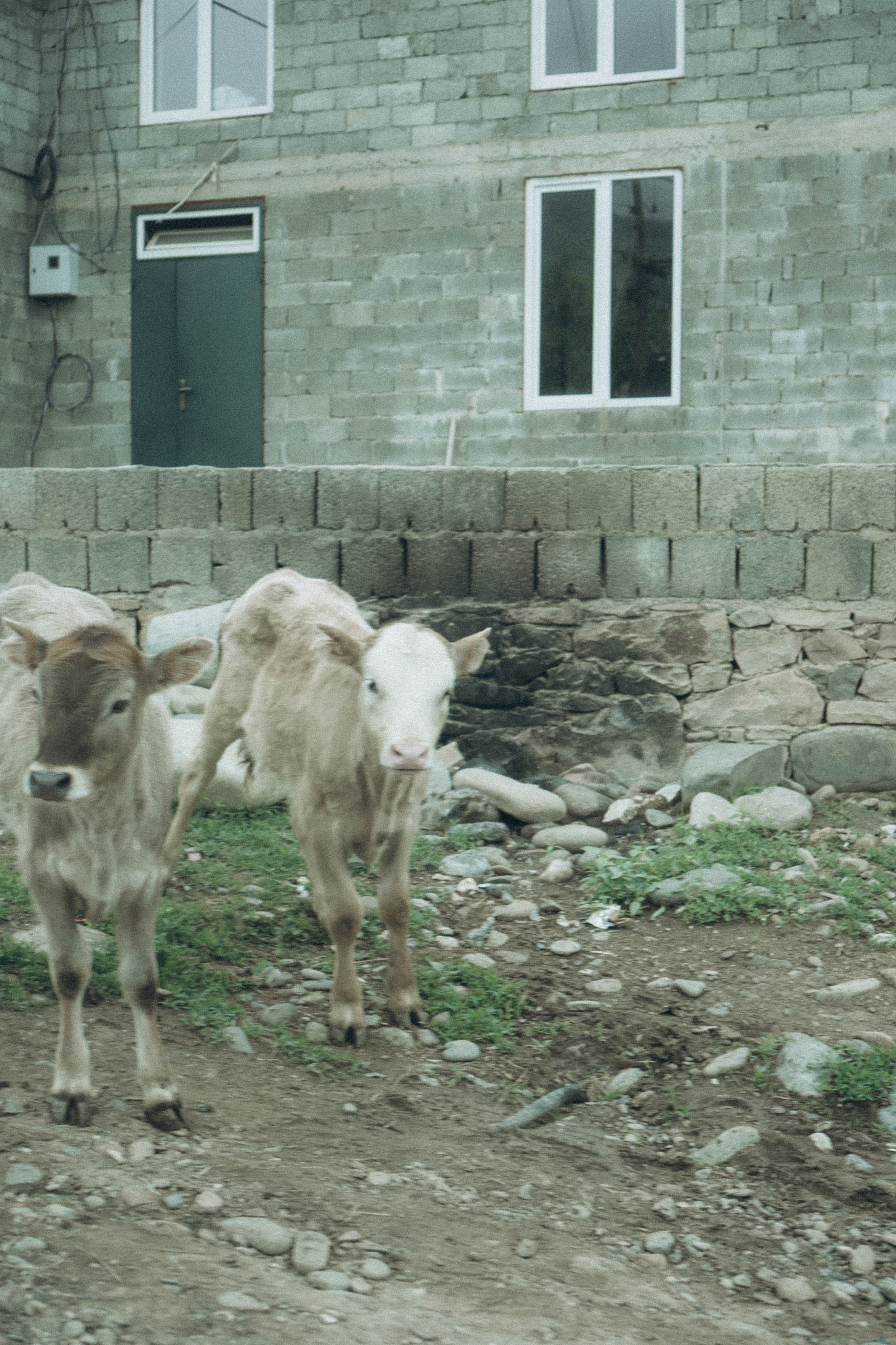 Кавказ. Профессиональный фотограф, Санкт-Петербург — Виктория Богомолова