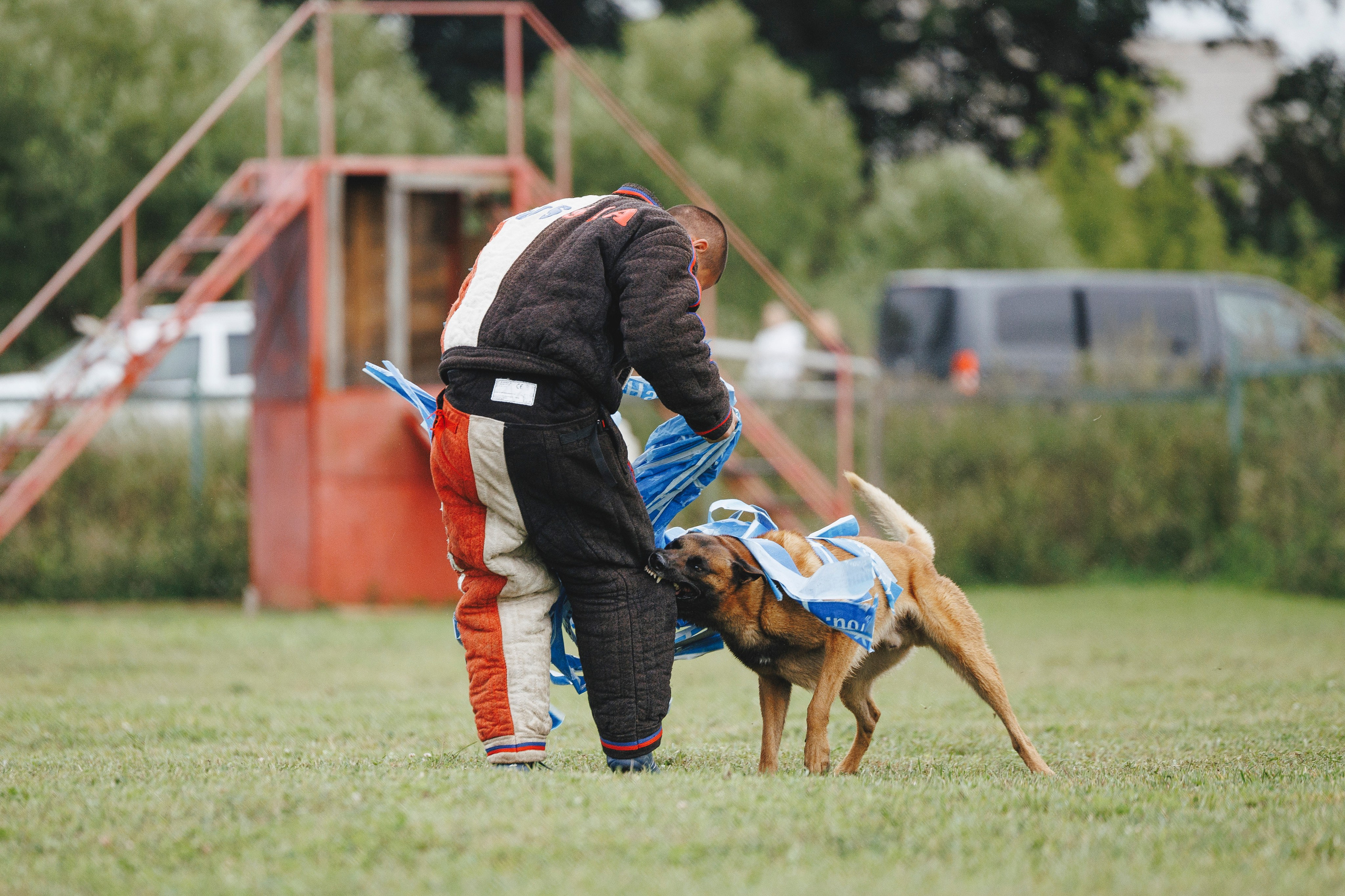 08.08.25-10.08.25 ЧР по мондьорингу г. Вологда. Фотограф-анималист Анна Маринич