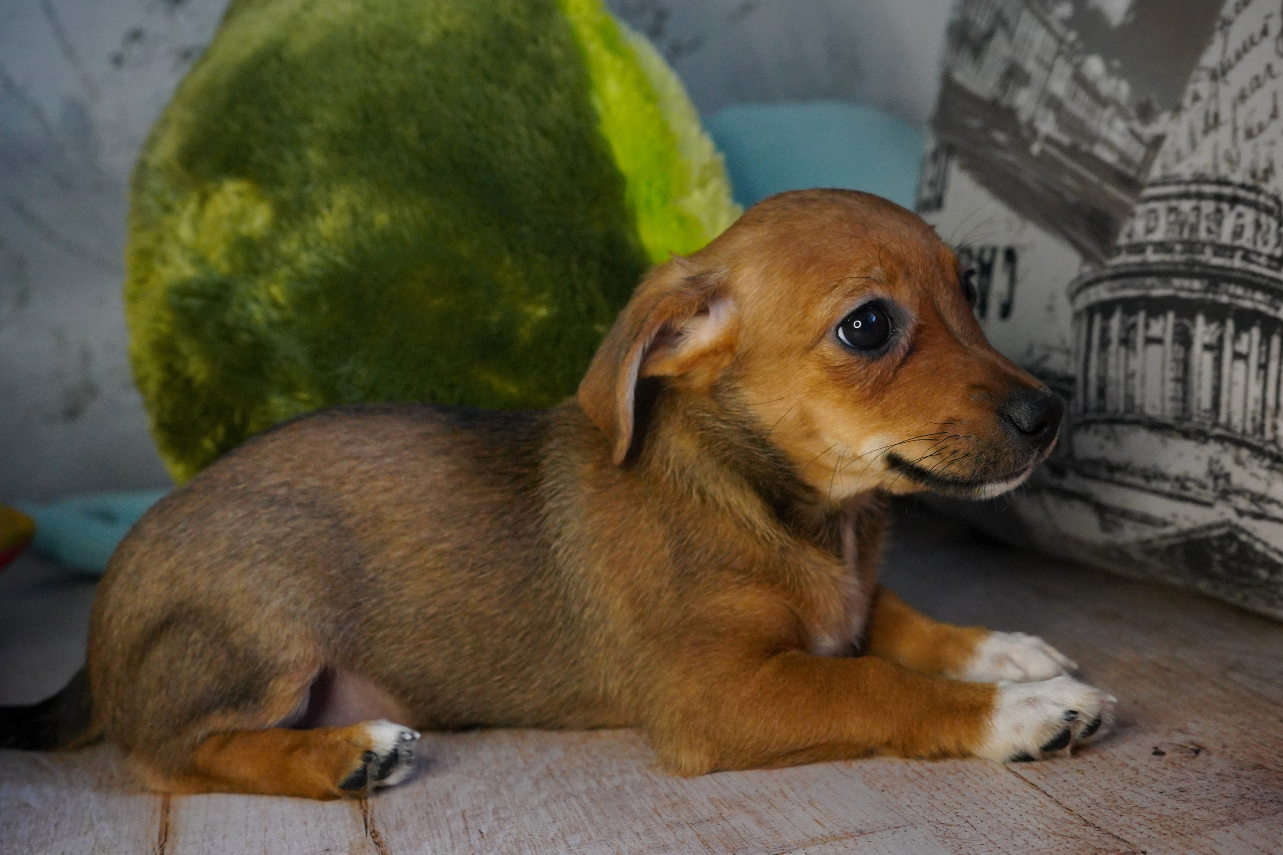 Фотосессии Пушистиков. Фотограф в Санкт-Петербурге Виктория Барышникова