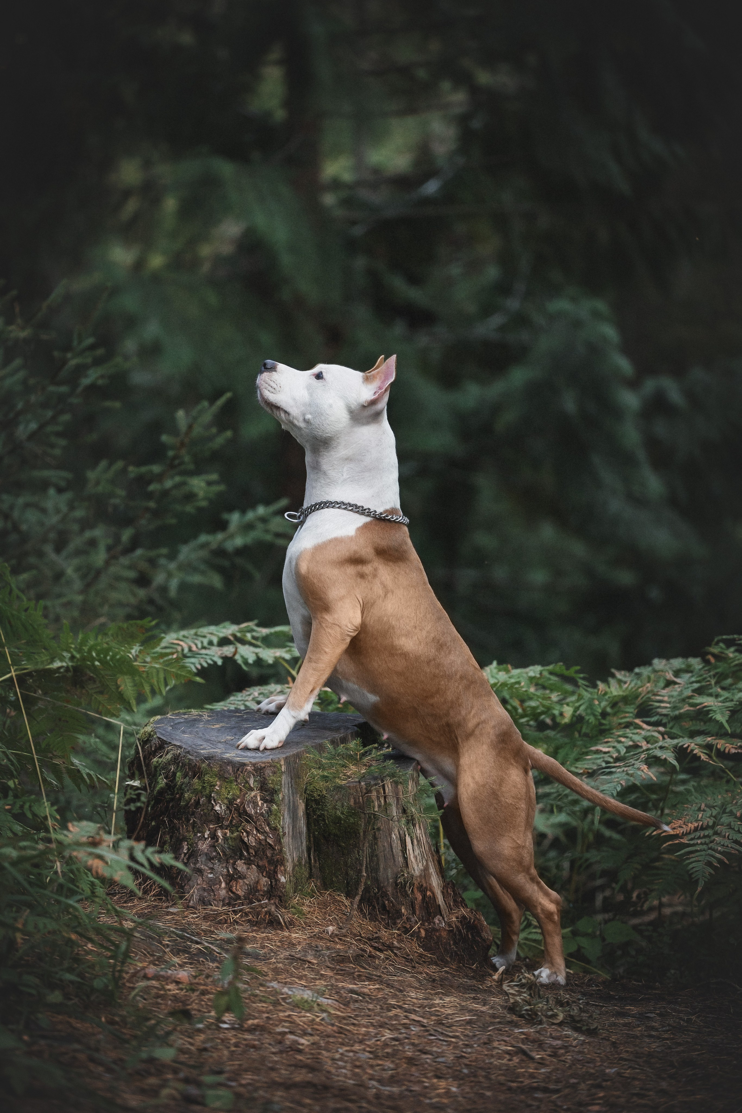 Фотопрогулки. Фотограф для людей и их питомцев Вика Шальнева