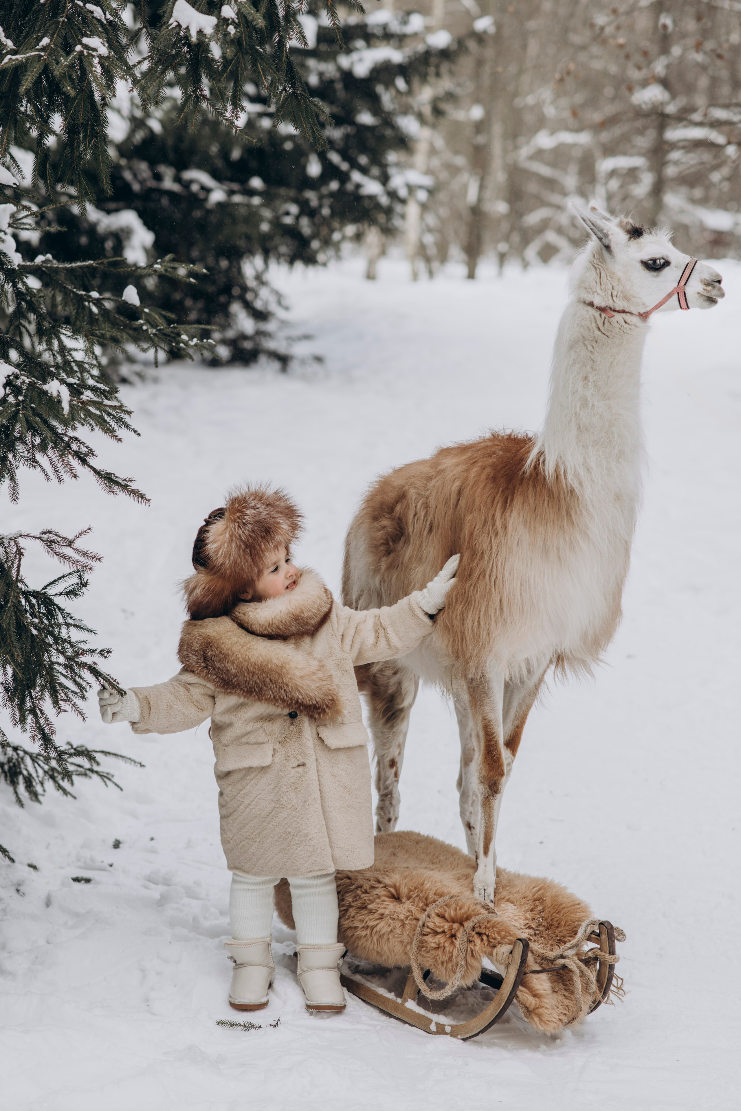 Зимняя фотосессия с Альпаками. Свадебный фотограф в Дмитрове