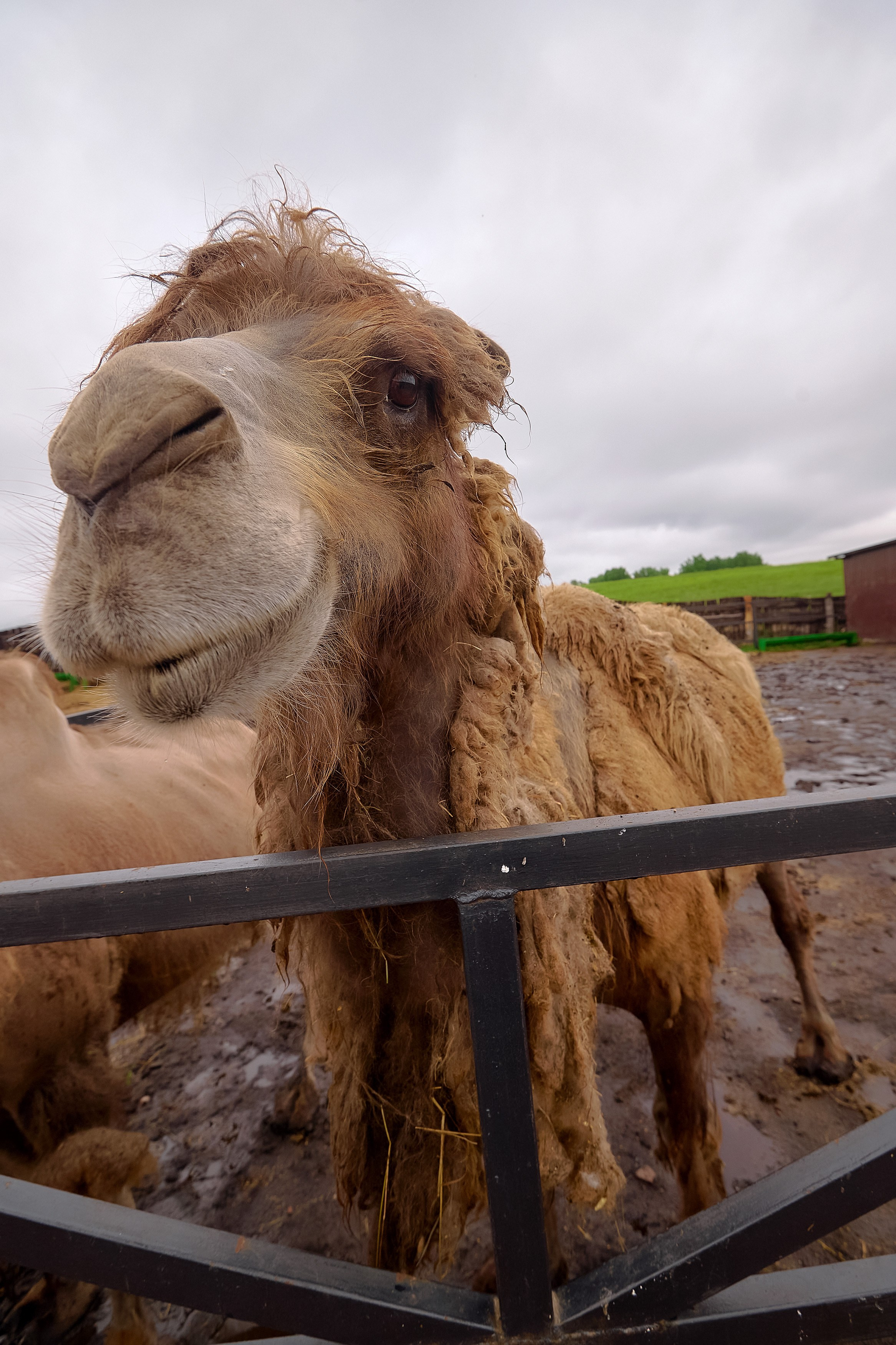 Ранчо «Шарье». Сеть магазинов «Калина-Малина». Фотограф Яковлев Роман — Красноярск