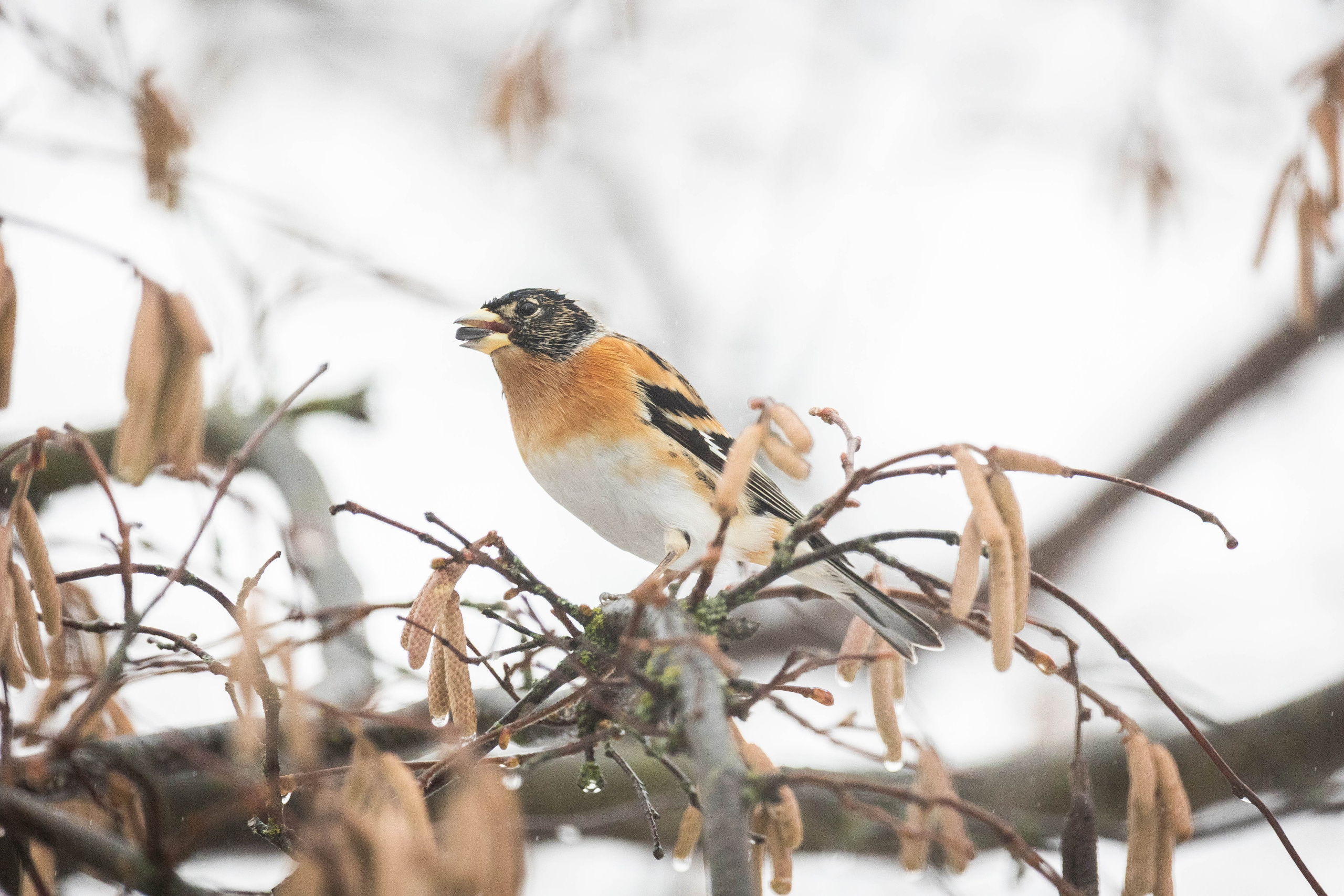 Дикий животный мир. Фотограф-АниМалист Анна Абрамова