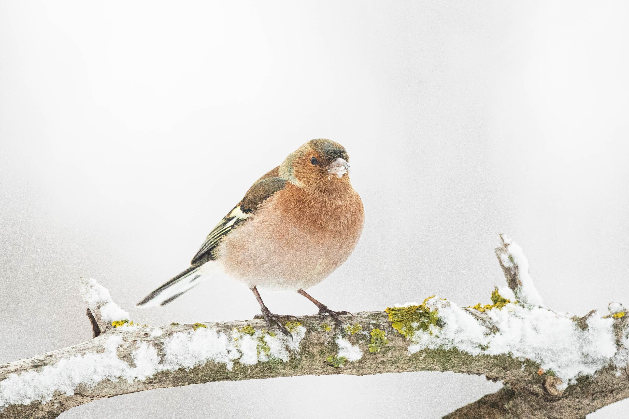 Дикий животный мир. Фотограф-АниМалист Анна Абрамова