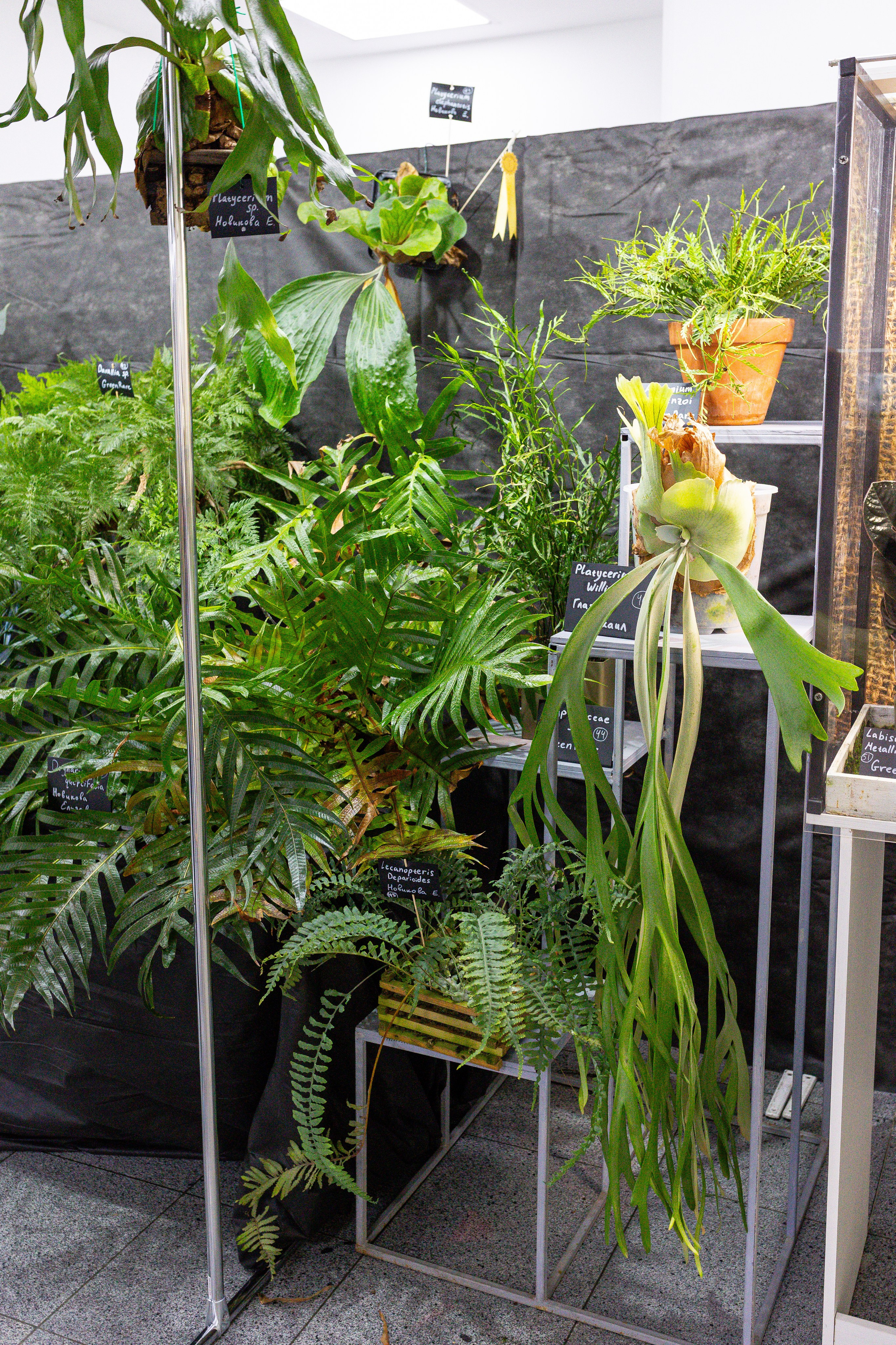 Монстериум апрель 2025. Александра Куликова фотограф, Москва