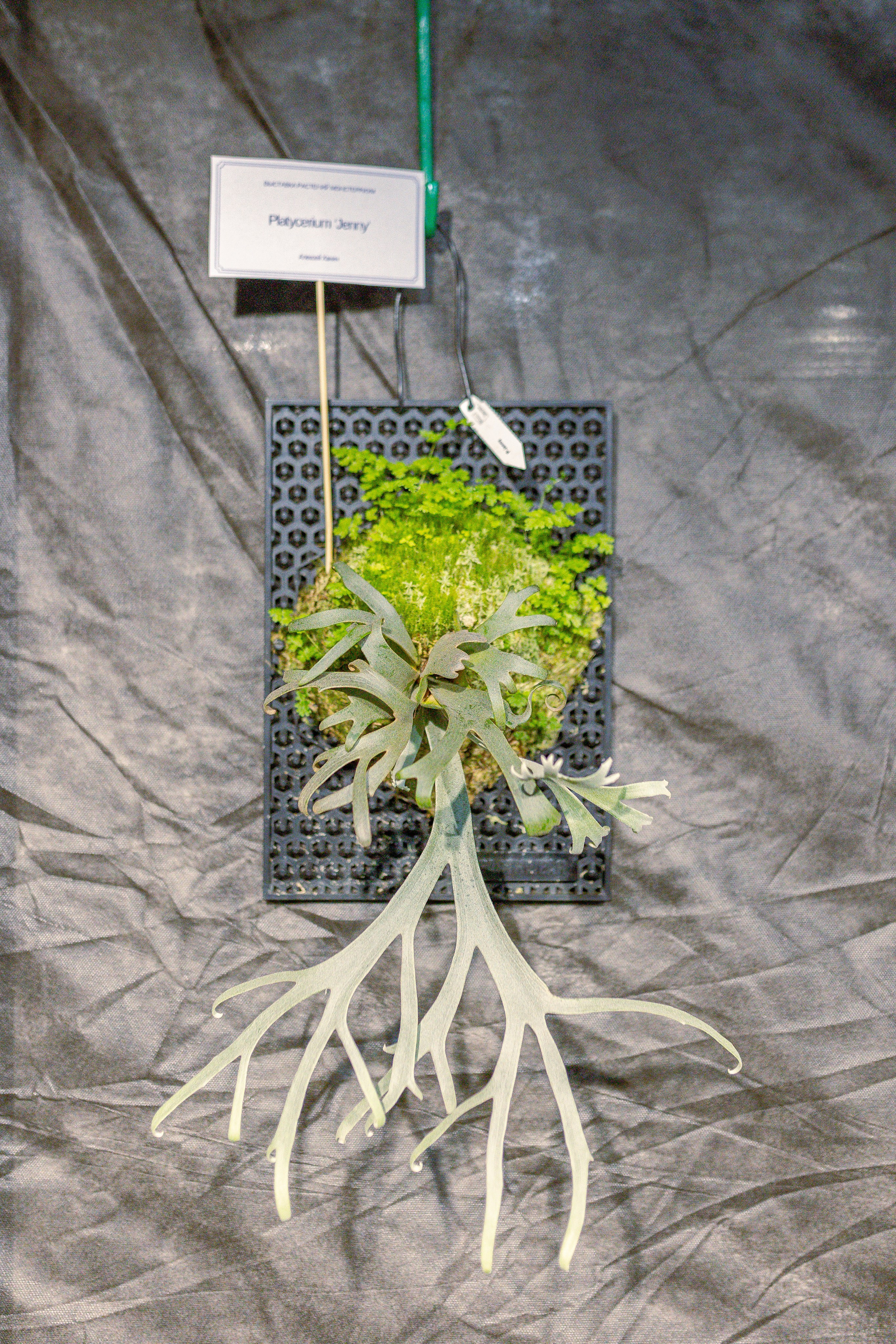 Монстериум апрель 2026. Александра Куликова фотограф, Москва