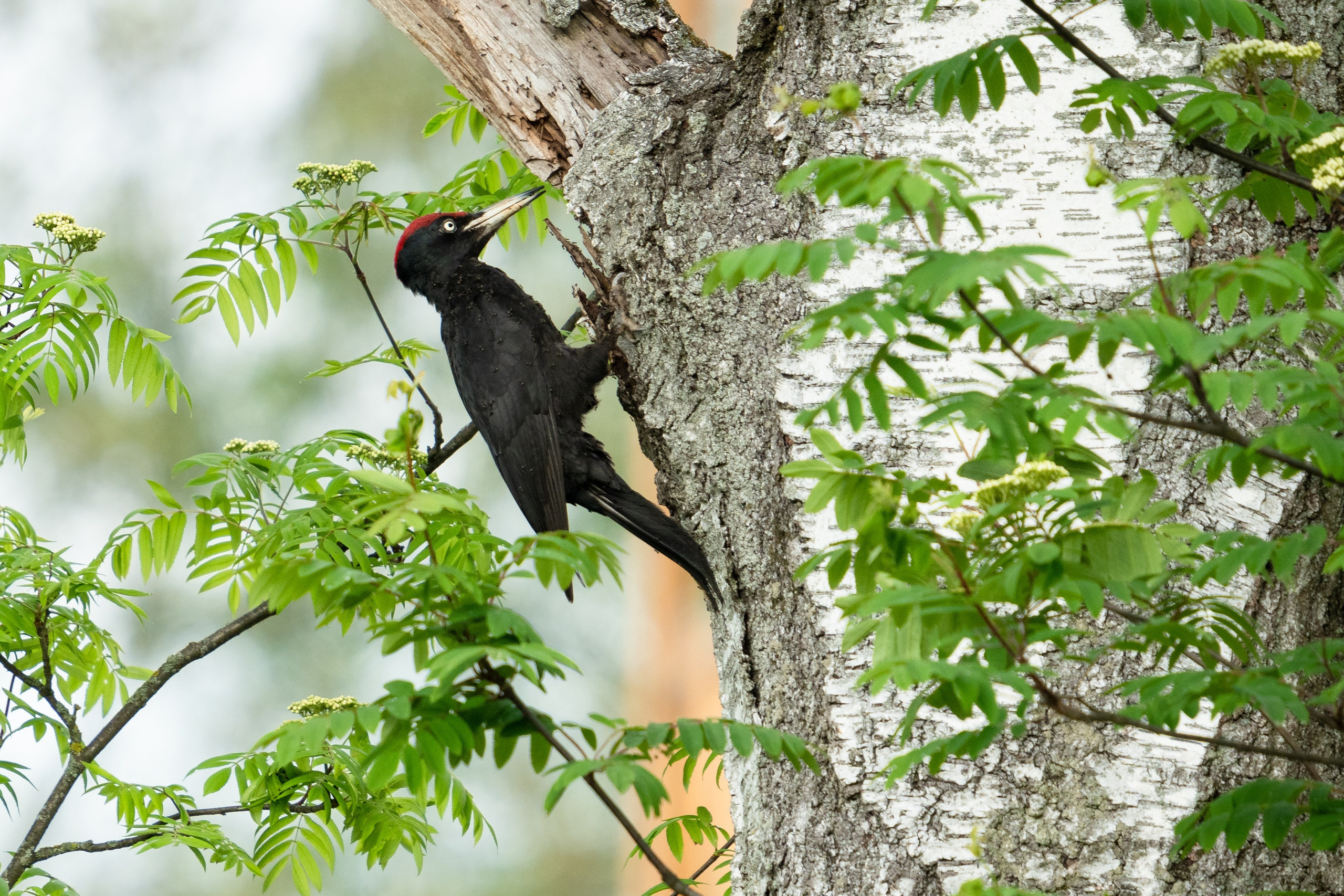 Фотосъемка животных и птиц. Интерьерный и архитектурный фотограф в Москве Панова Ольга