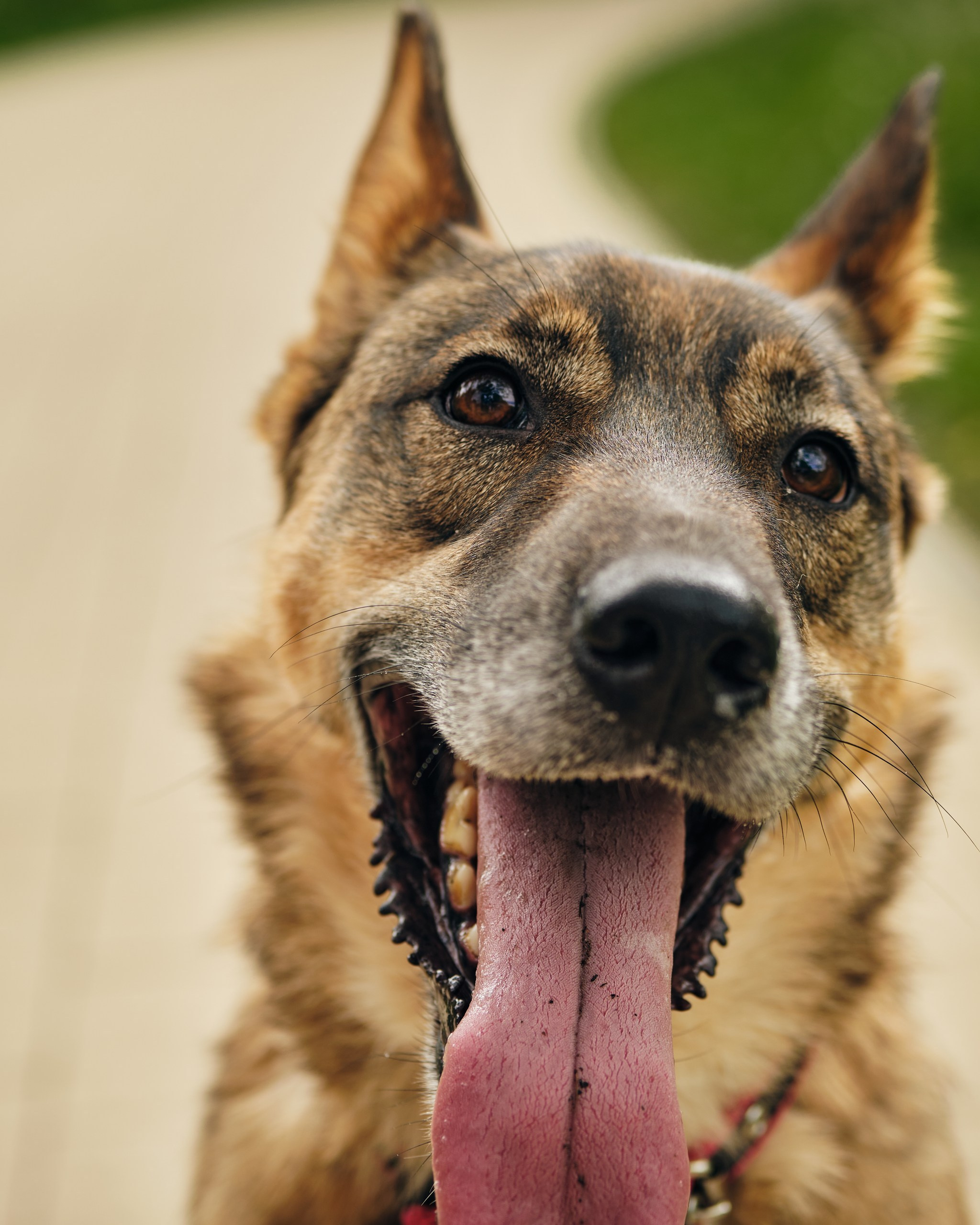 Фотосессия  для паши пса. Профессиональный фотограф в Москве — Максим Дьяконов