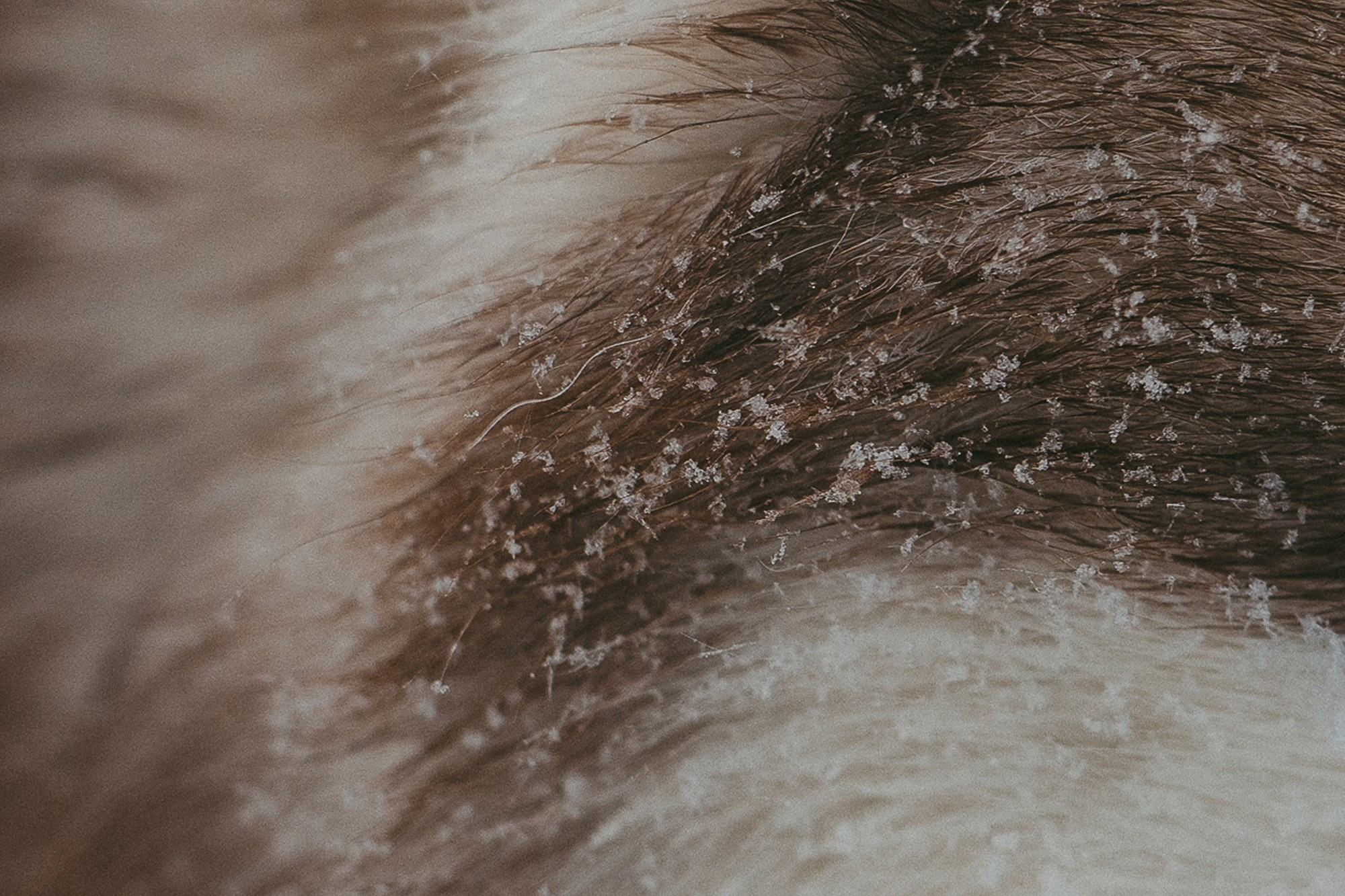 Полина, Уго и Пышка. Фотограф анималист в Москве и Санкт-Петербурге Свиридова Анна